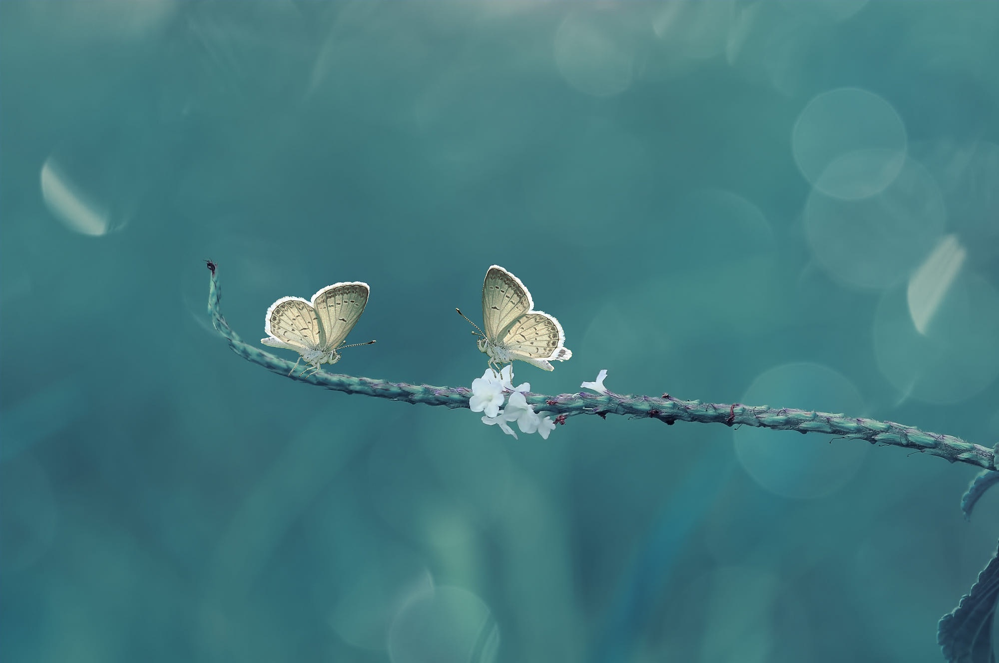 Two butterflies on a branch with flowers HD Wallpaper
