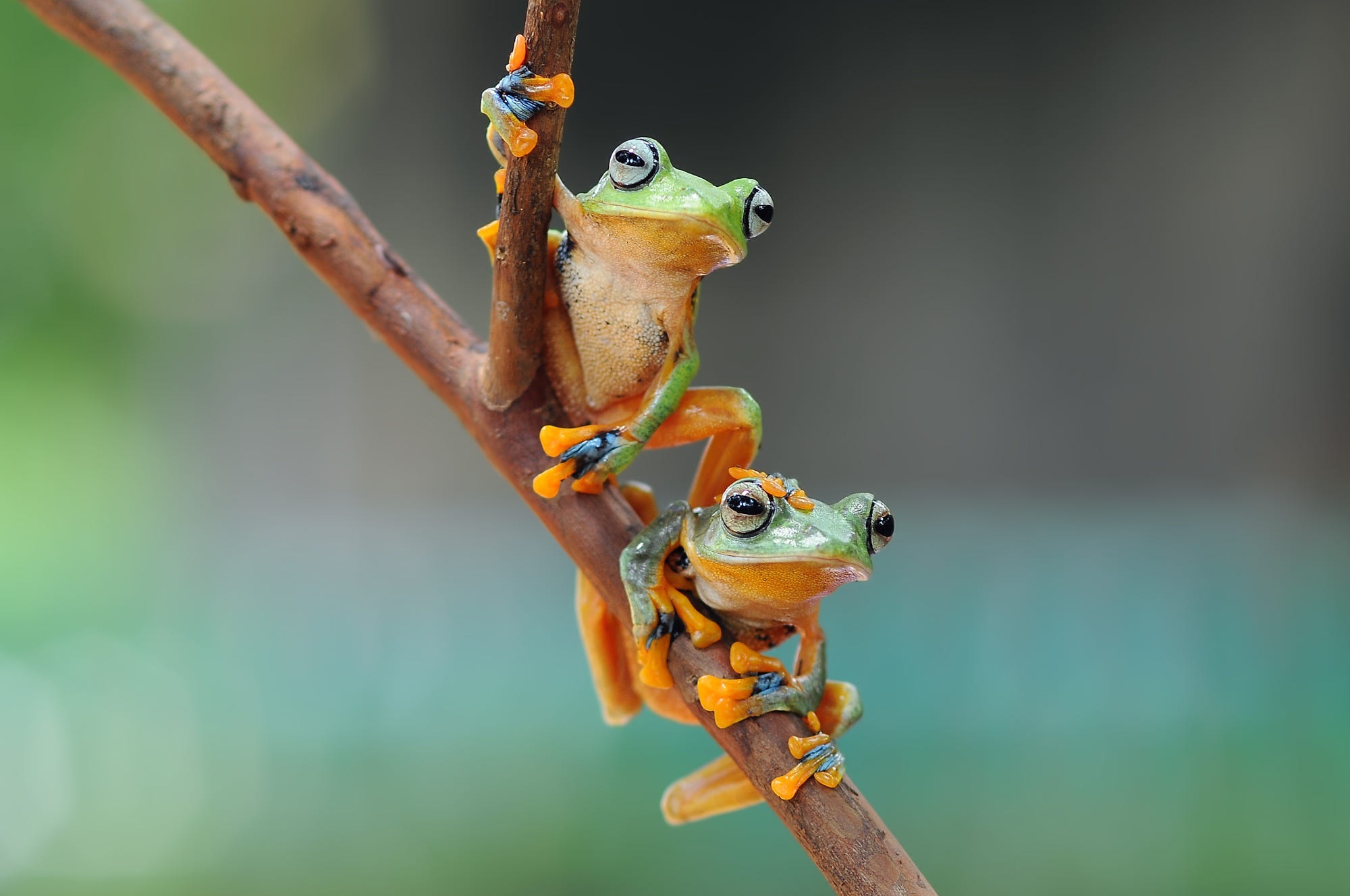 Two green tree frogs on a branch HD Wallpaper