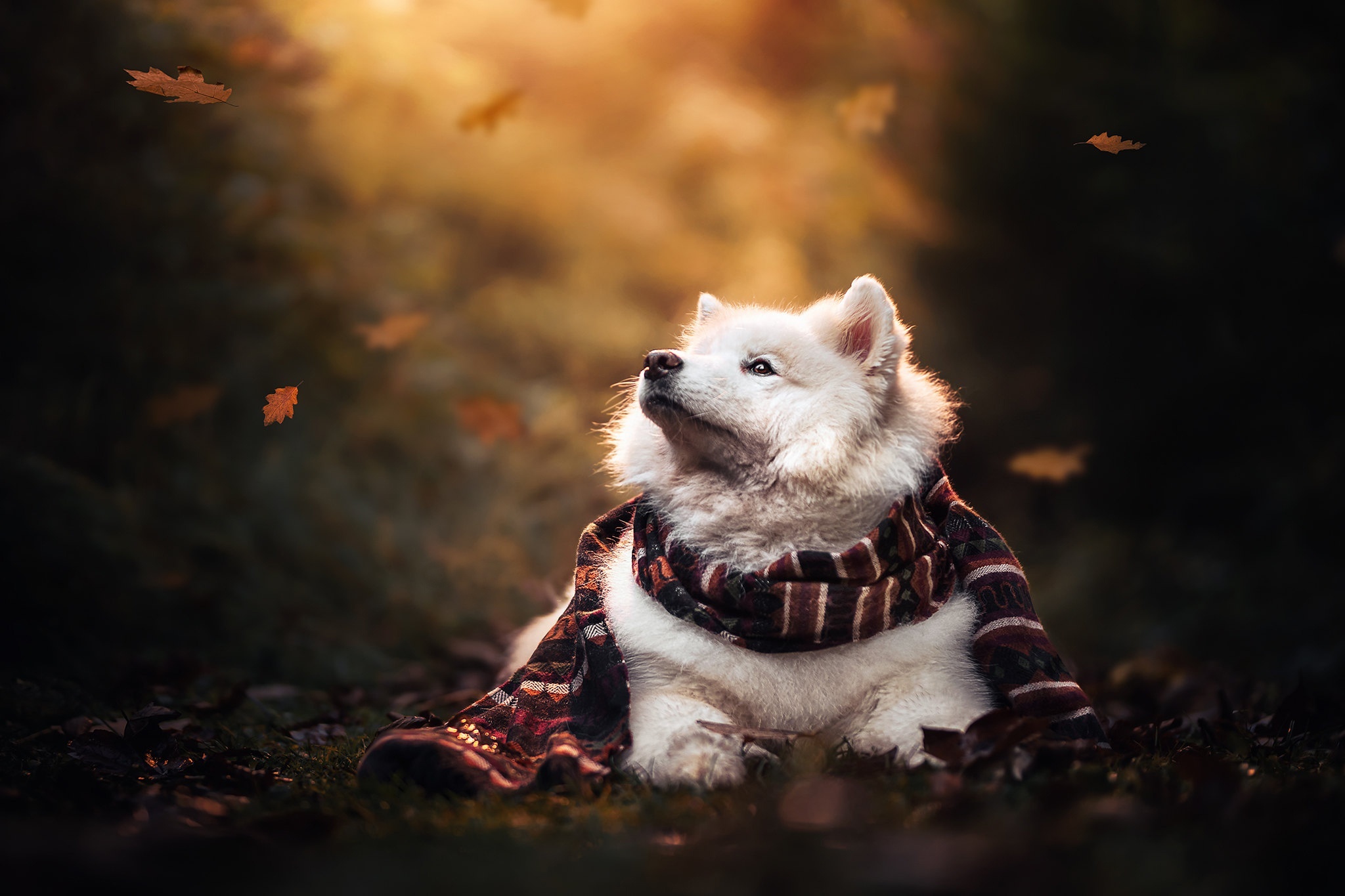 Samoyed dog wearing a scarf in autumn HD Wallpaper