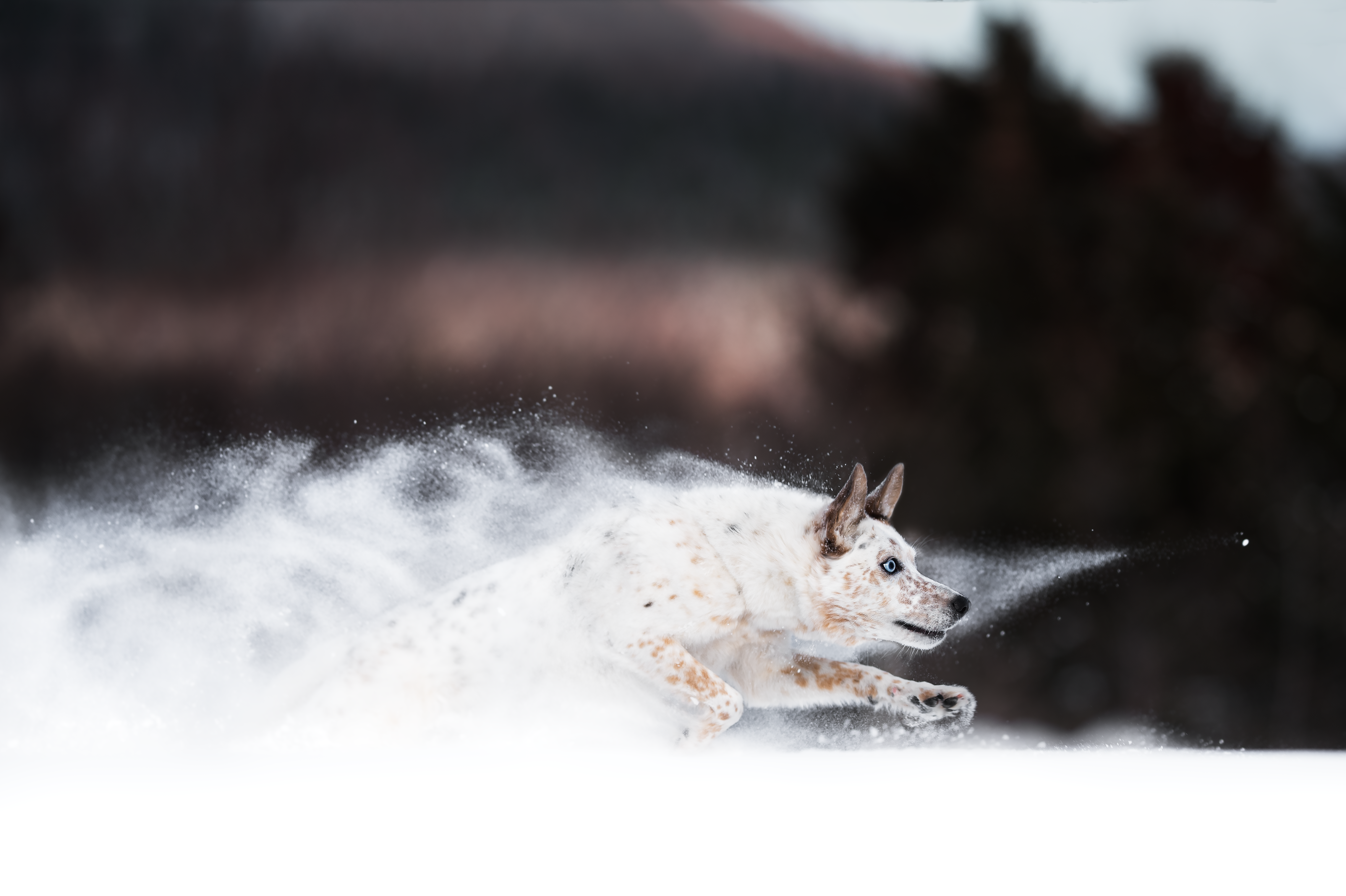 Australian Cattle Dog running through snow HD Wallpaper