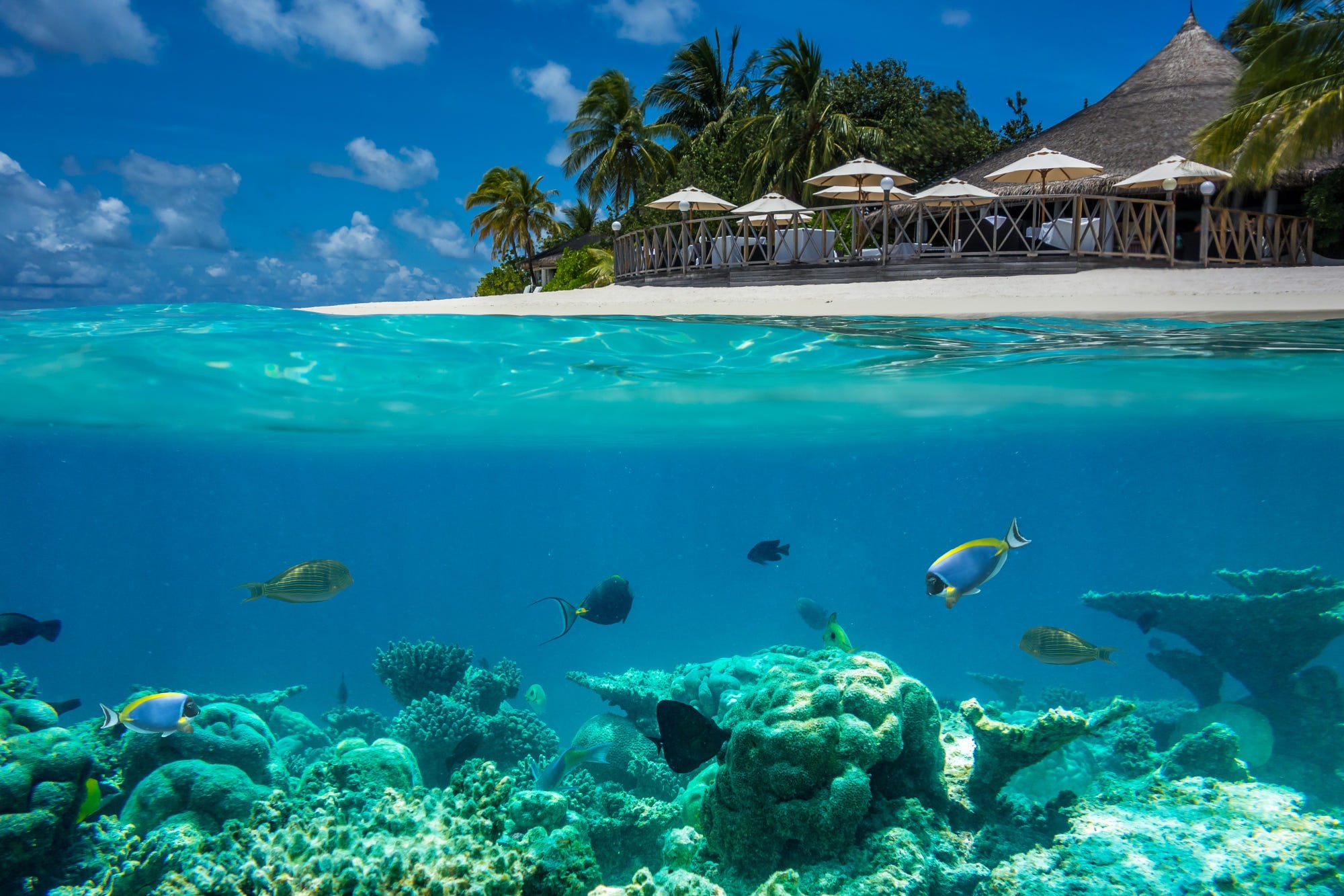 Underwater Coral Reef and Tropical Island Resort HD Wallpaper