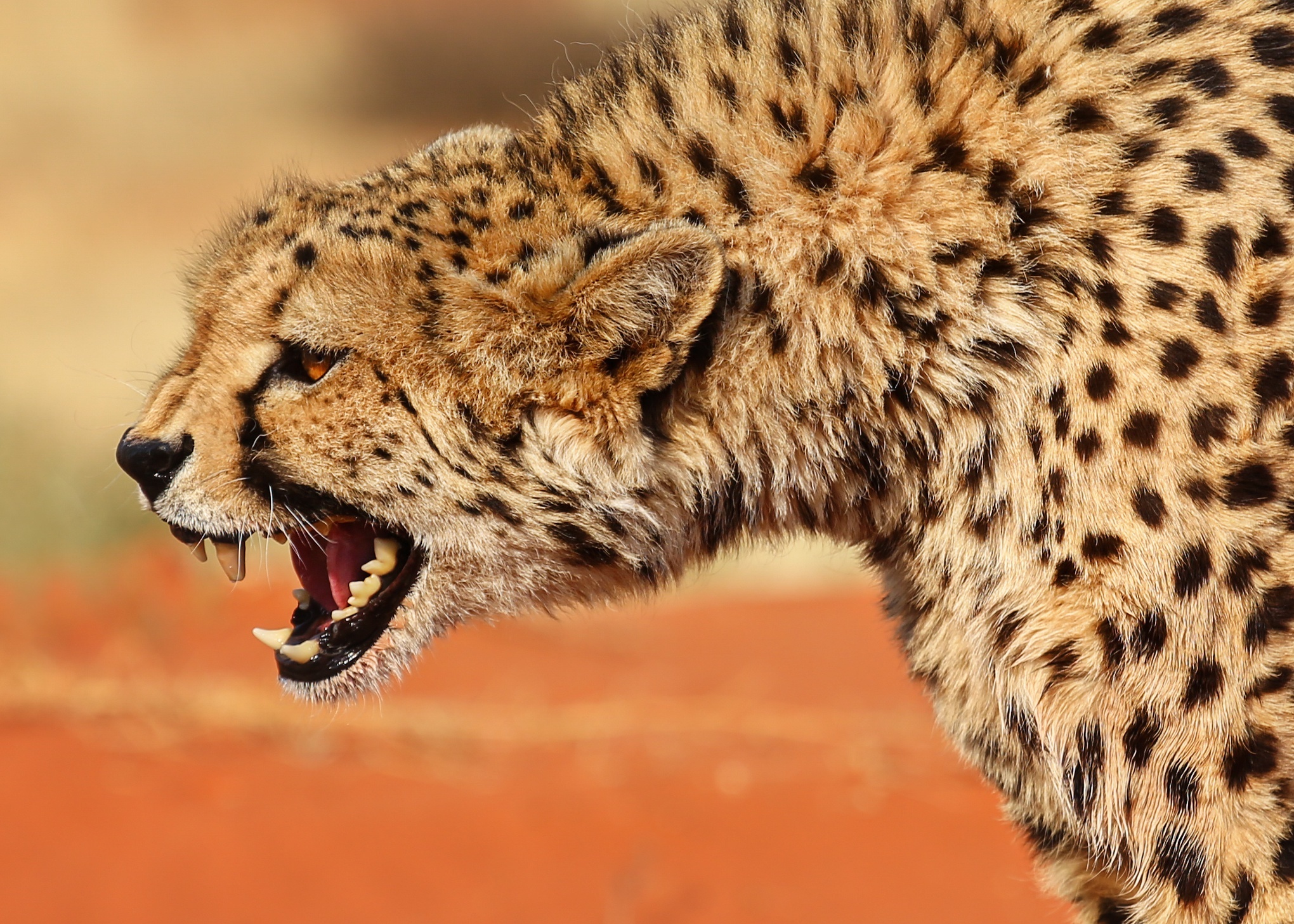 Cheetah roaring with mouth open HD Wallpaper