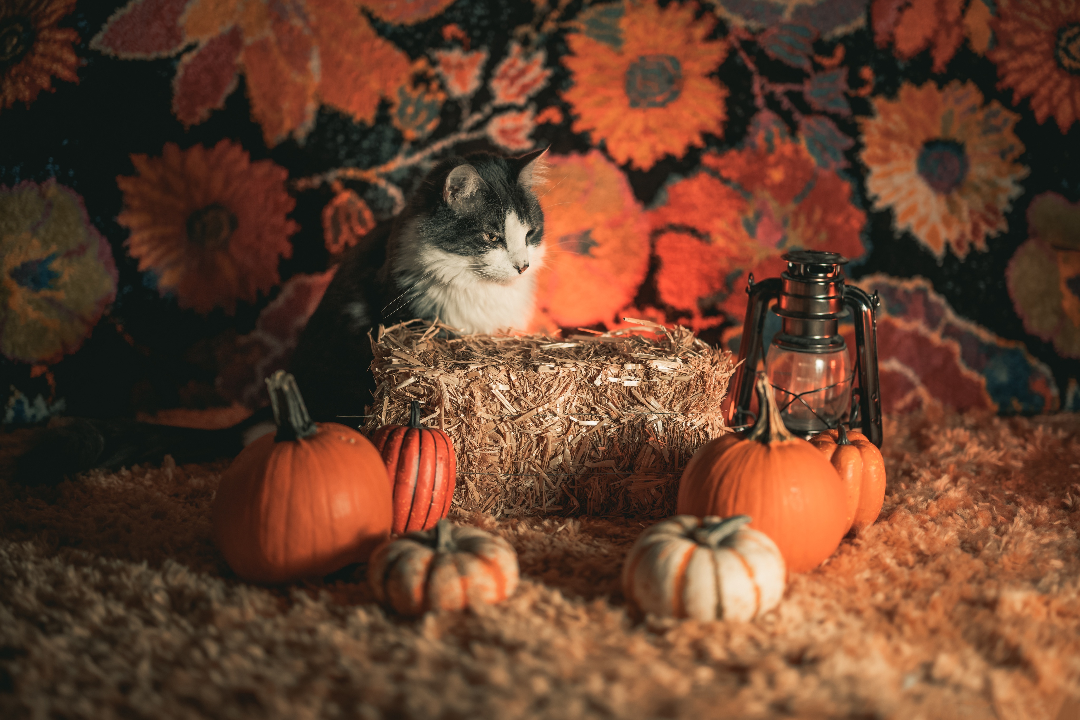 Cat on Hay Bale with Pumpkins and Lantern HD Wallpaper