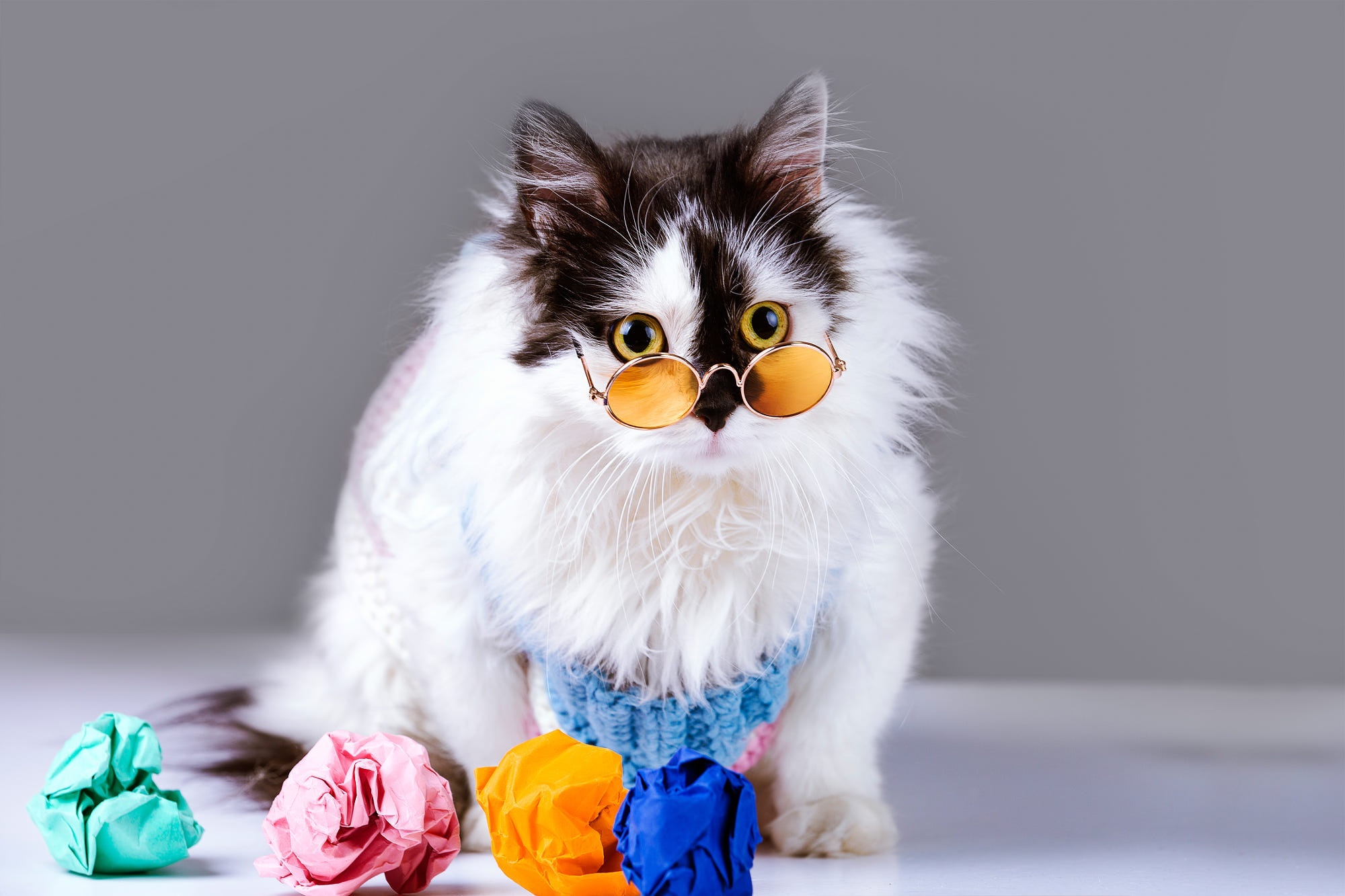 Fluffy cat wearing sunglasses and a sweater HD Wallpaper