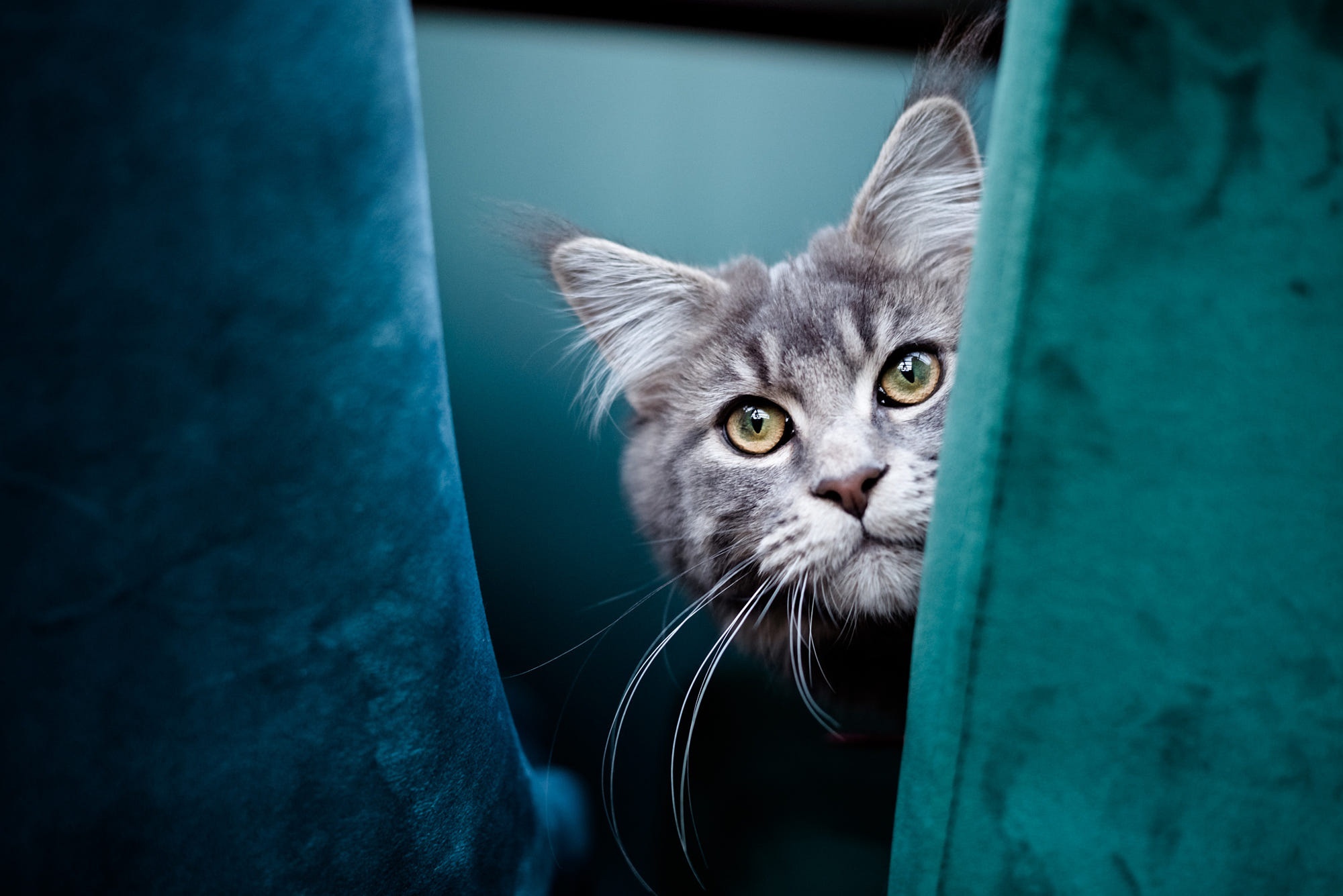 Maine Coon cat peeking from behind teal curtains HD Wallpaper