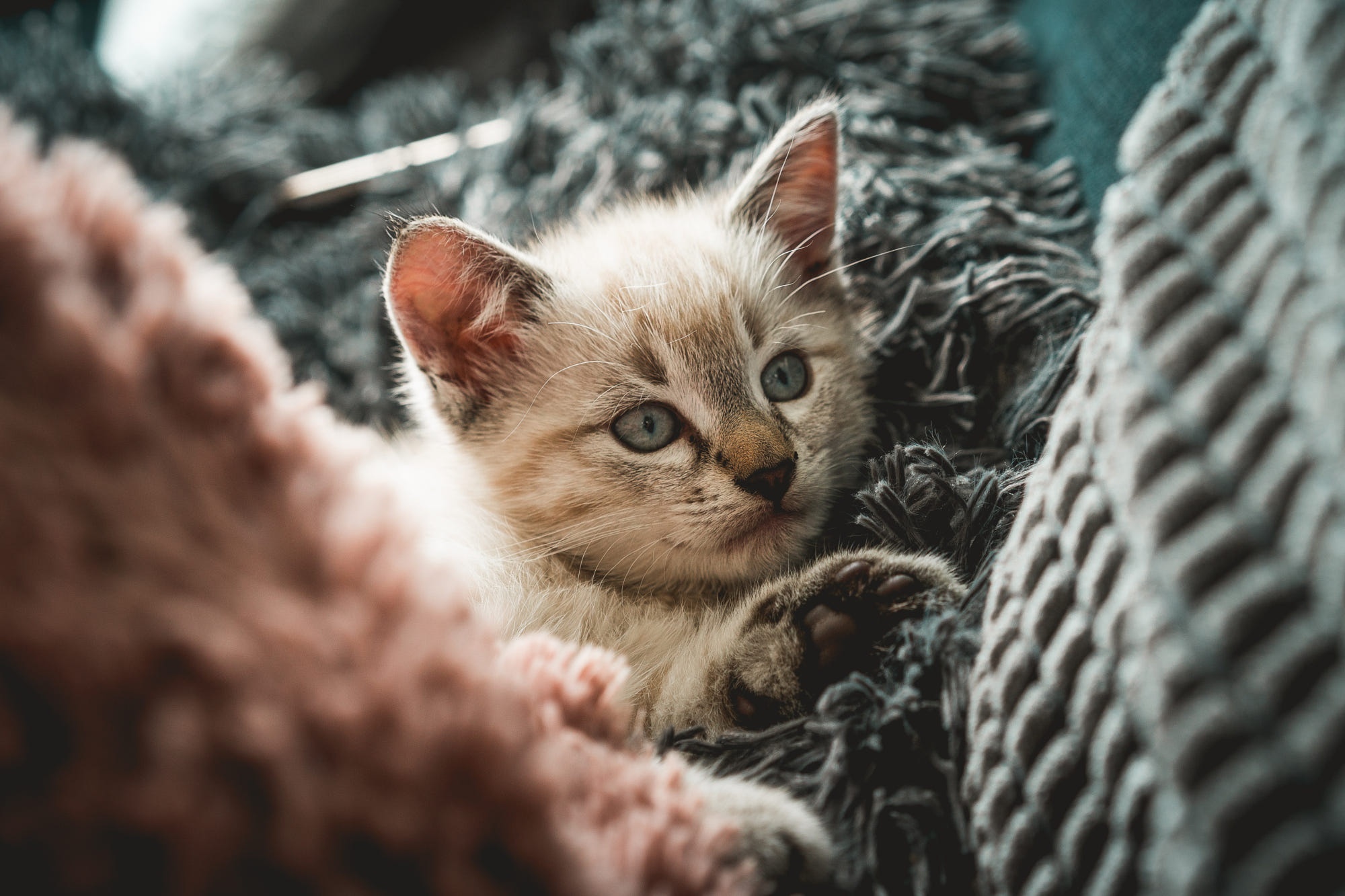 Kitten resting on blankets HD Wallpaper
