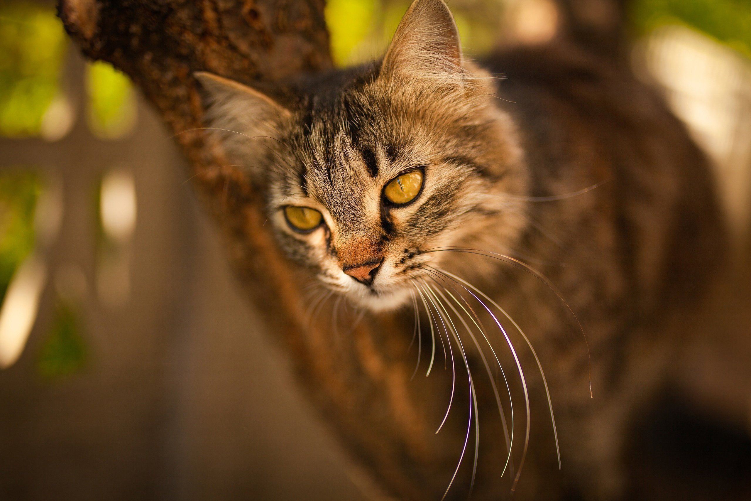 Tabby cat with yellow eyes on a tree branch HD Wallpaper