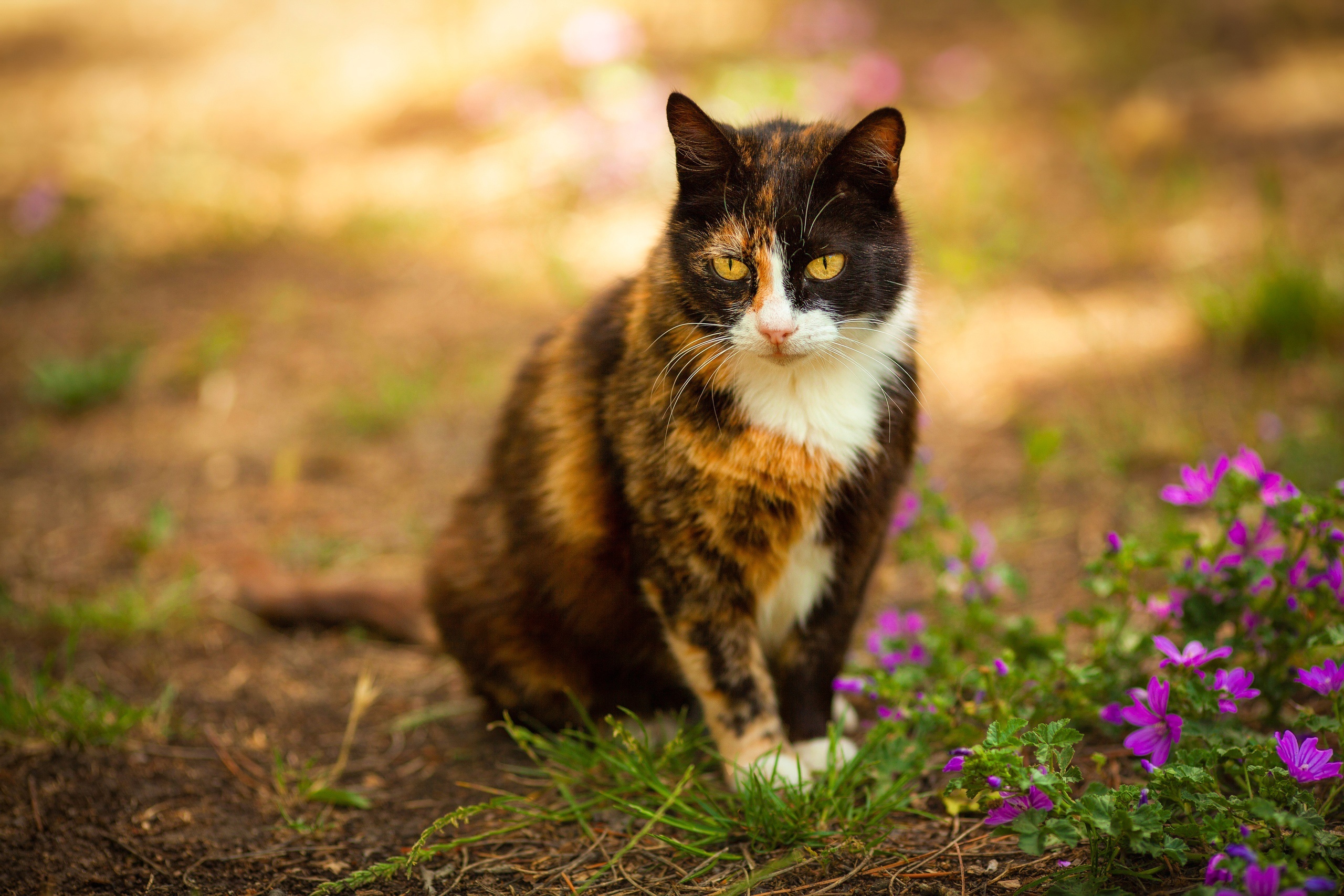 Calico cat sitting outdoors near purple flowers HD Wallpaper