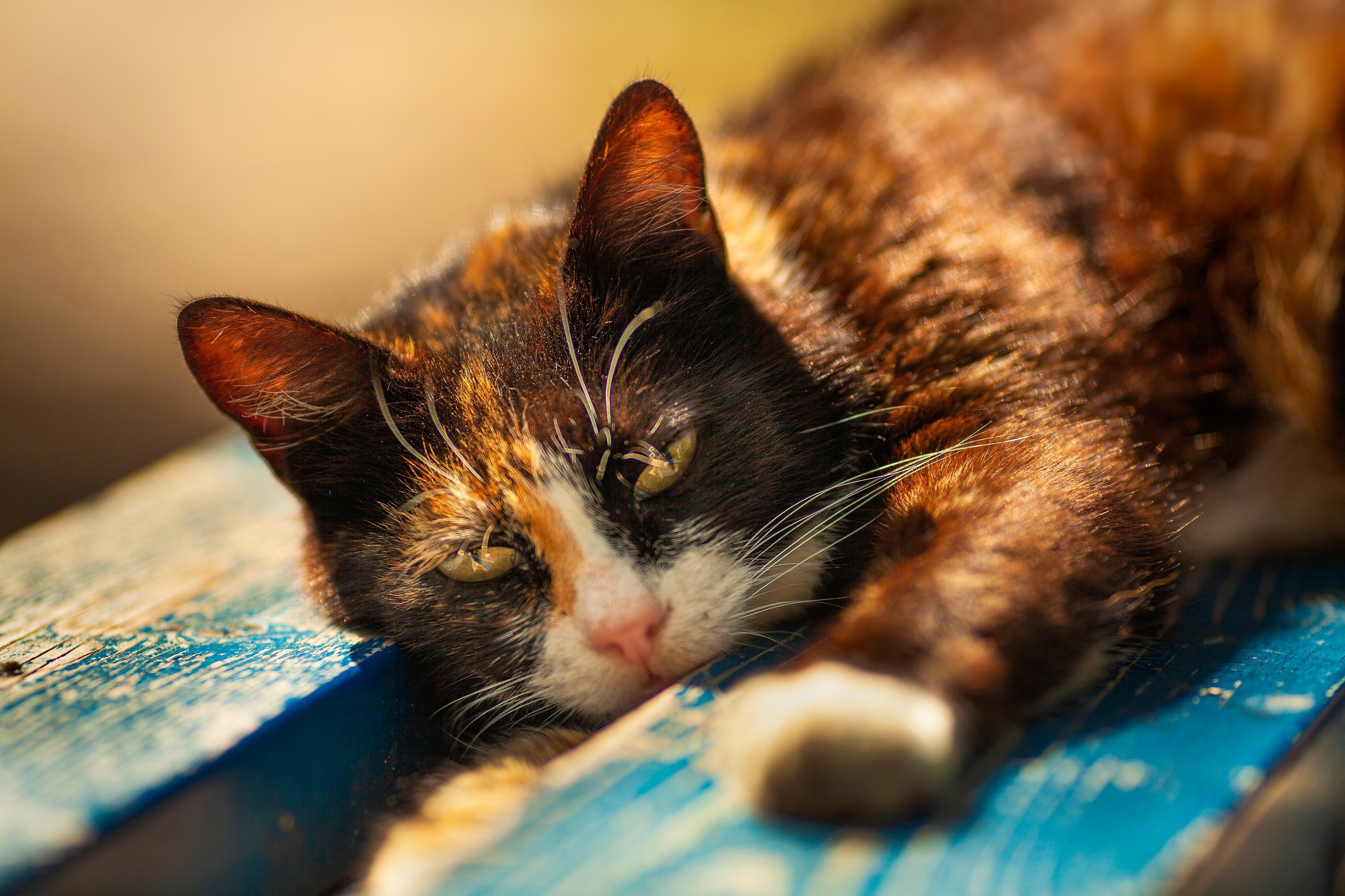 Calico cat resting on a blue wooden surface HD Wallpaper