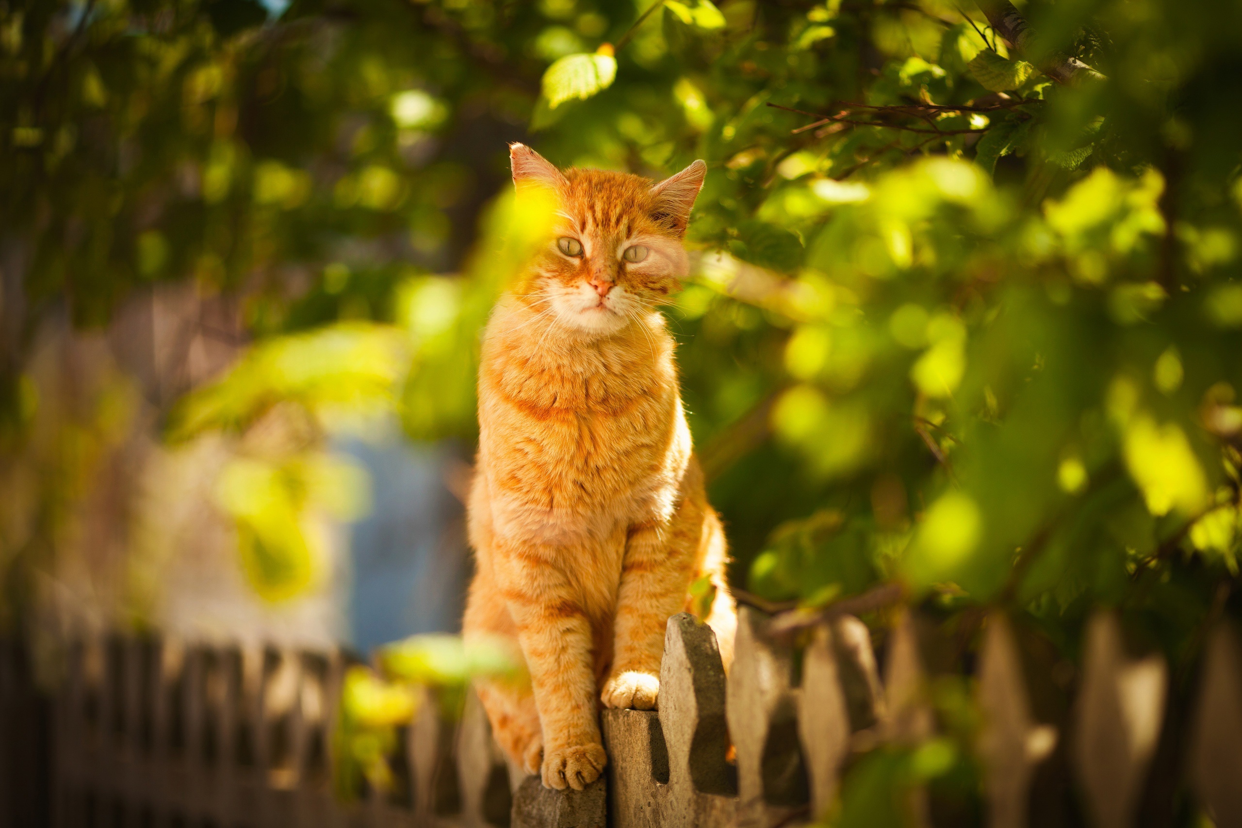 Orange cat sitting on a wooden fence HD Wallpaper