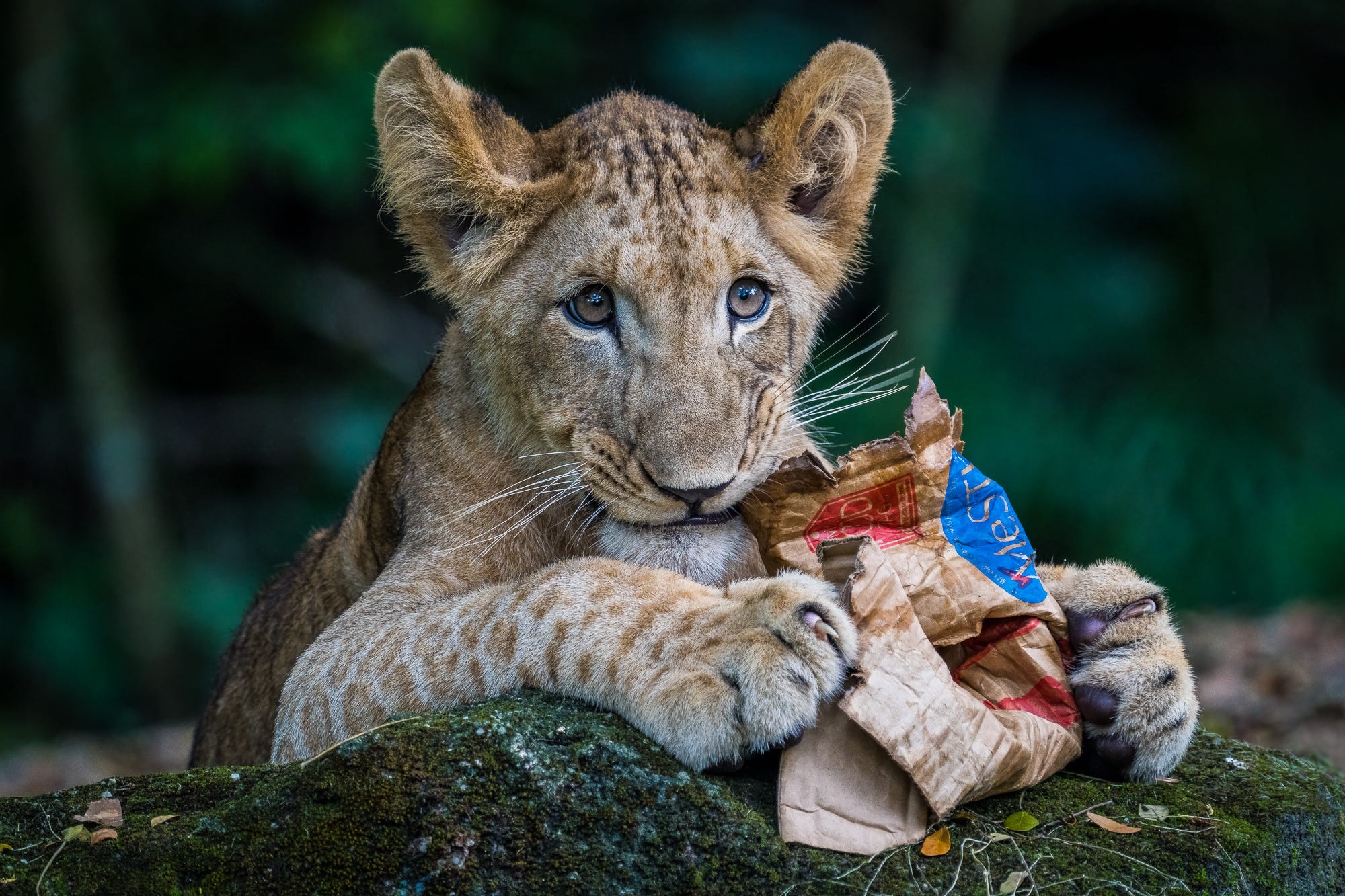 Lion cub playing with crumpled paper bag HD Wallpaper