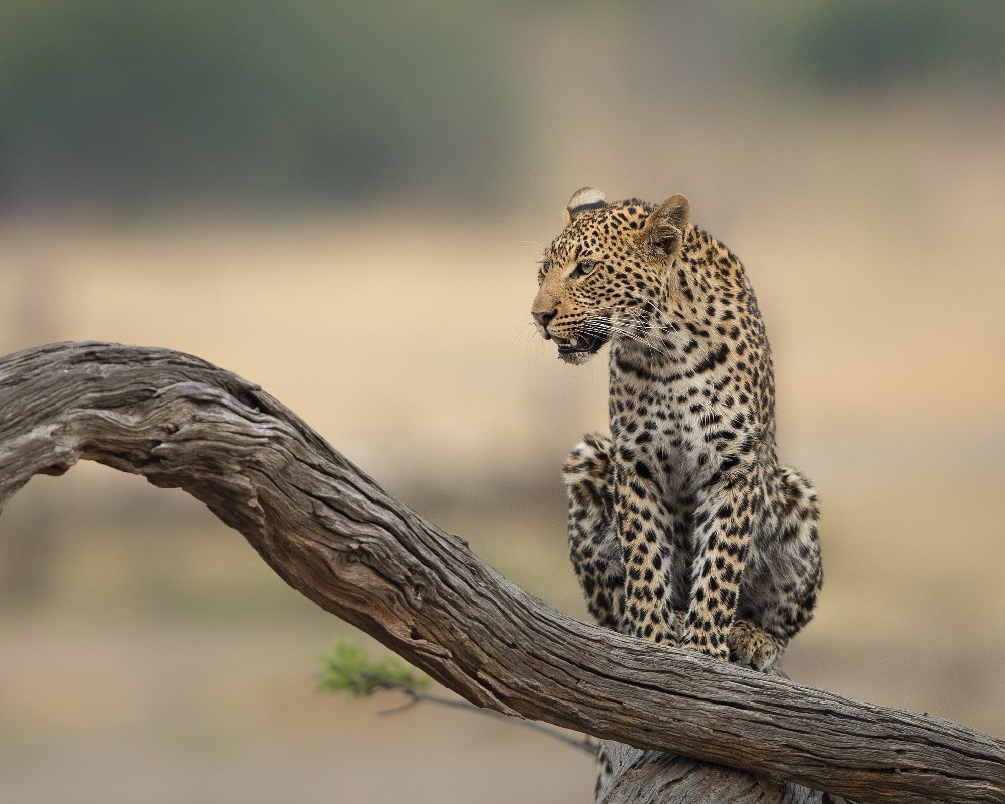 Leopard sitting on a tree branch HD Wallpaper