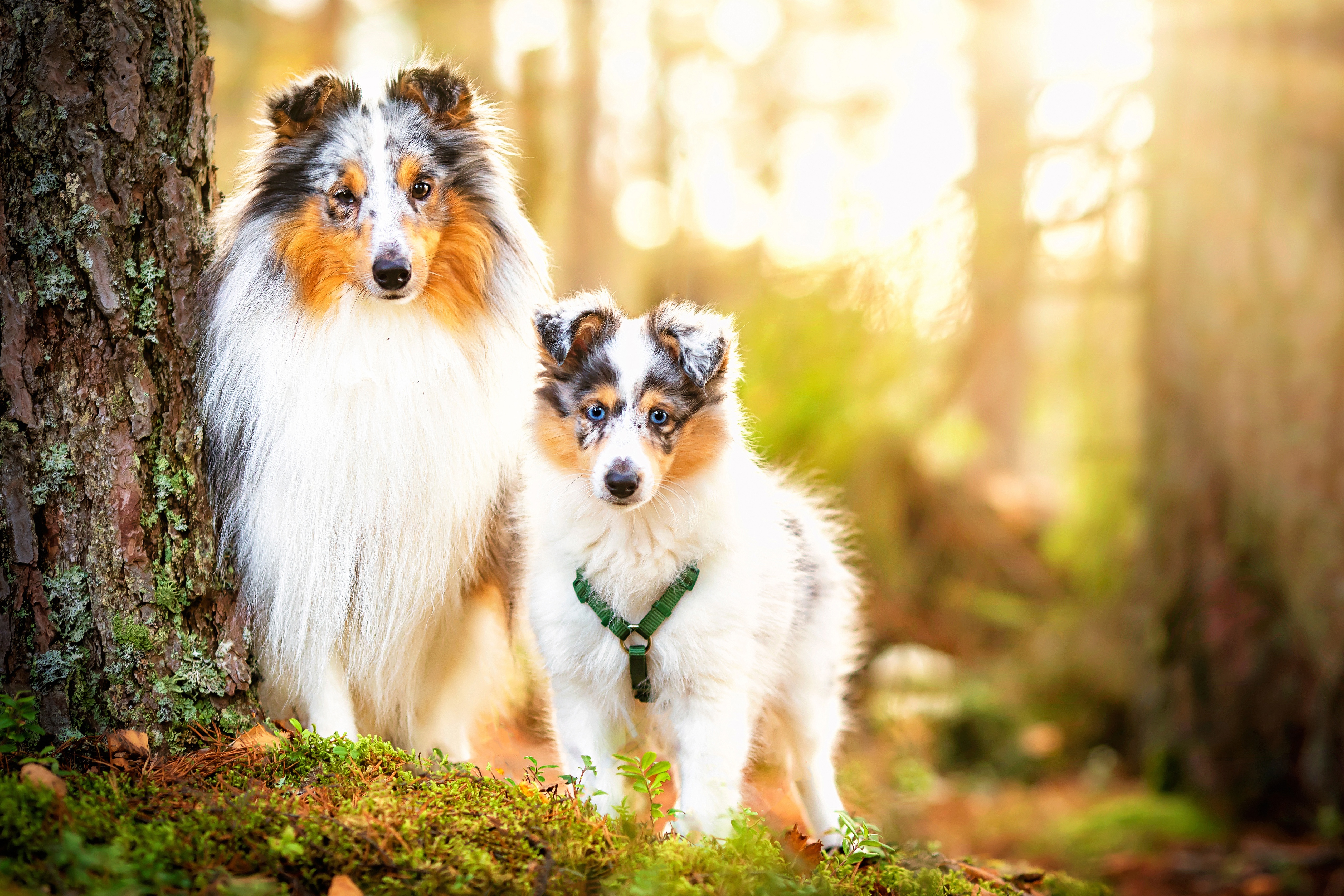 Two Shetland Sheepdogs in a Forest HD Wallpaper