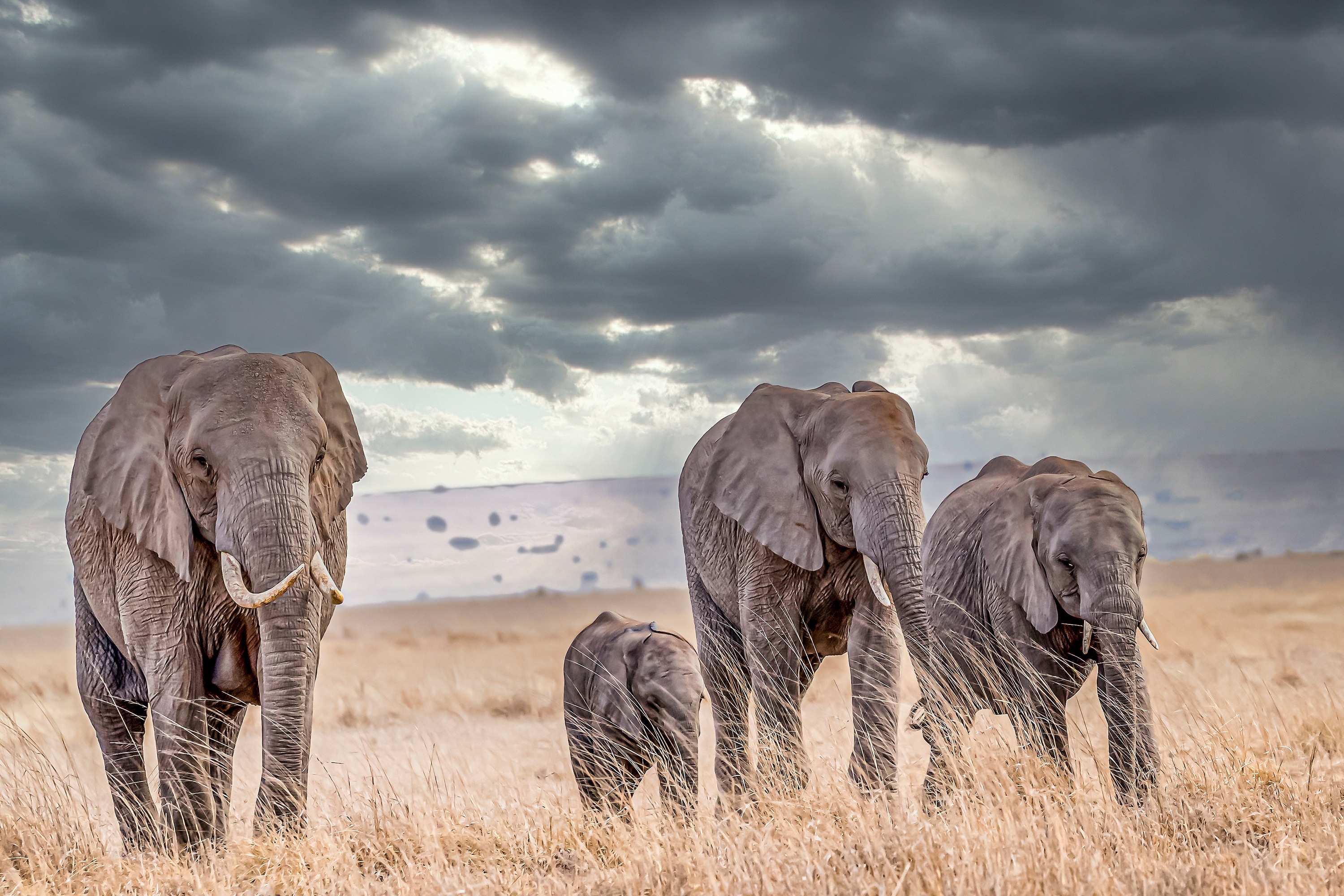 Elephants walking across a savanna under a cloudy sky HD Wallpaper
