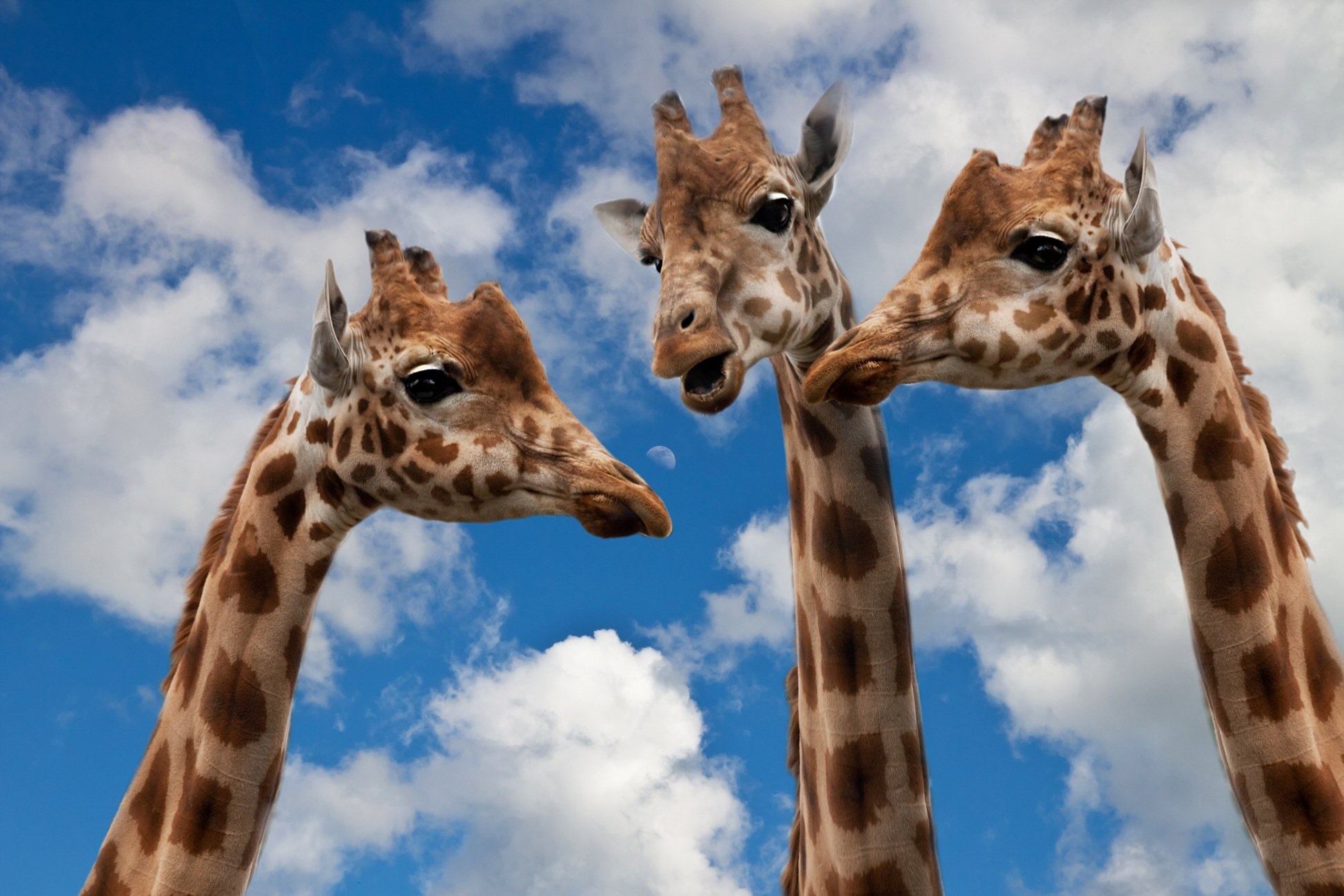 Three giraffes against a blue sky with clouds HD Wallpaper