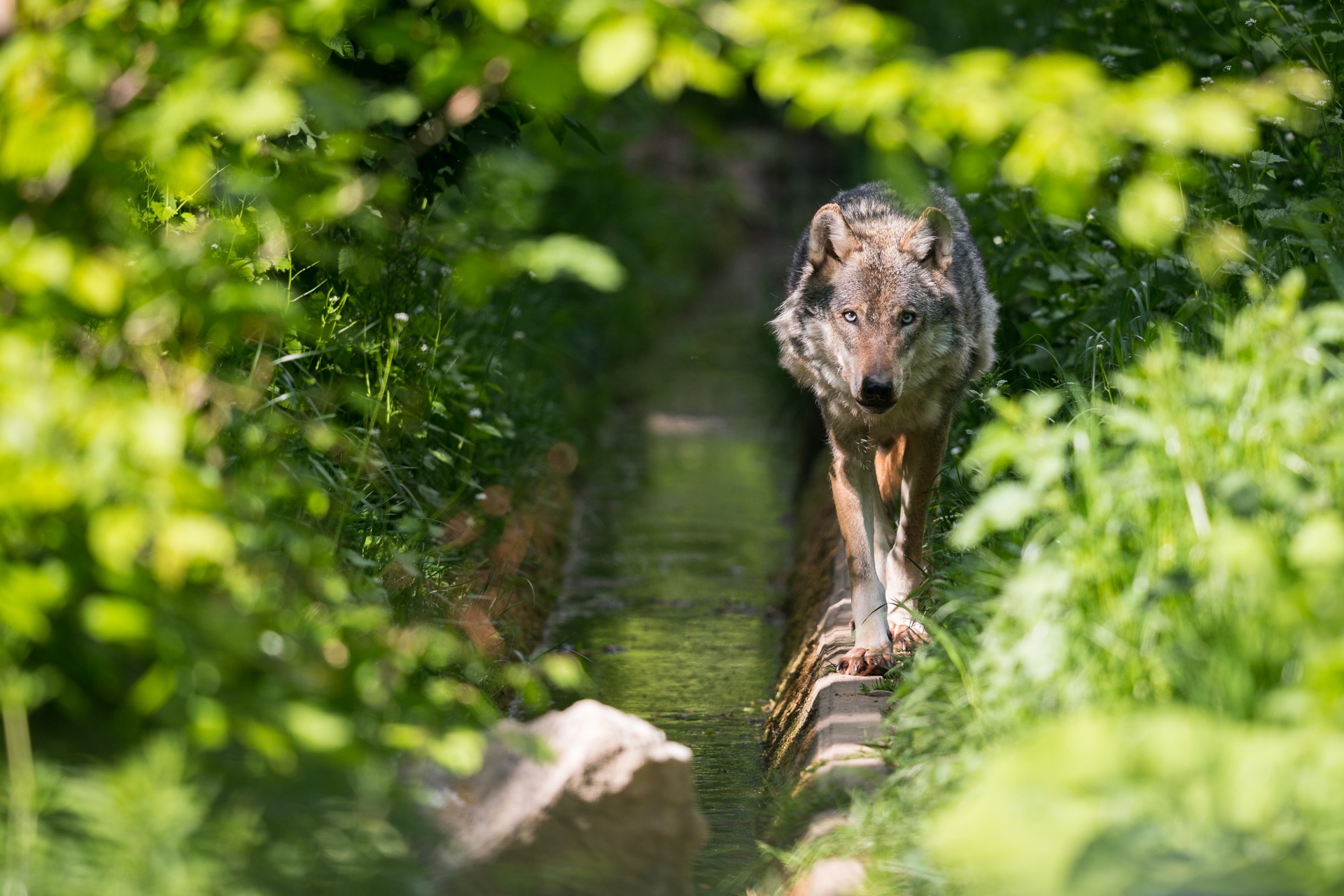Wolf walking along a narrow water channel HD Wallpaper