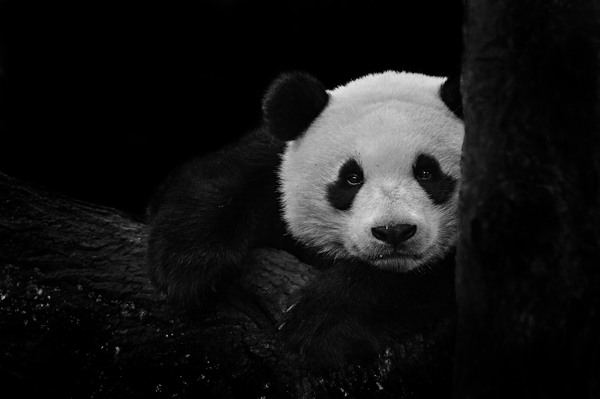 Black and White Panda on a Tree Branch HD Wallpaper