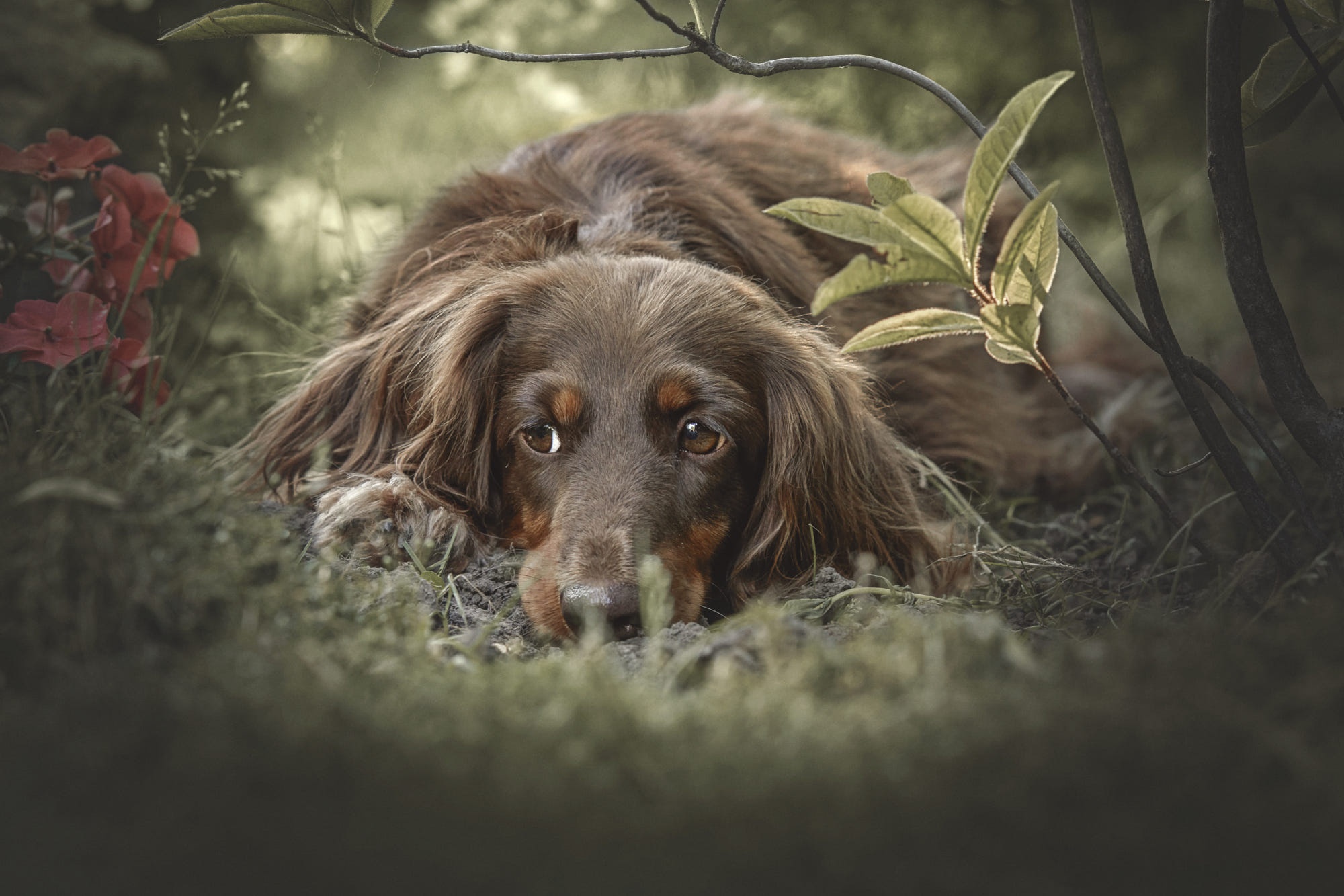 Brown dog lying in grass with flowers HD Wallpaper