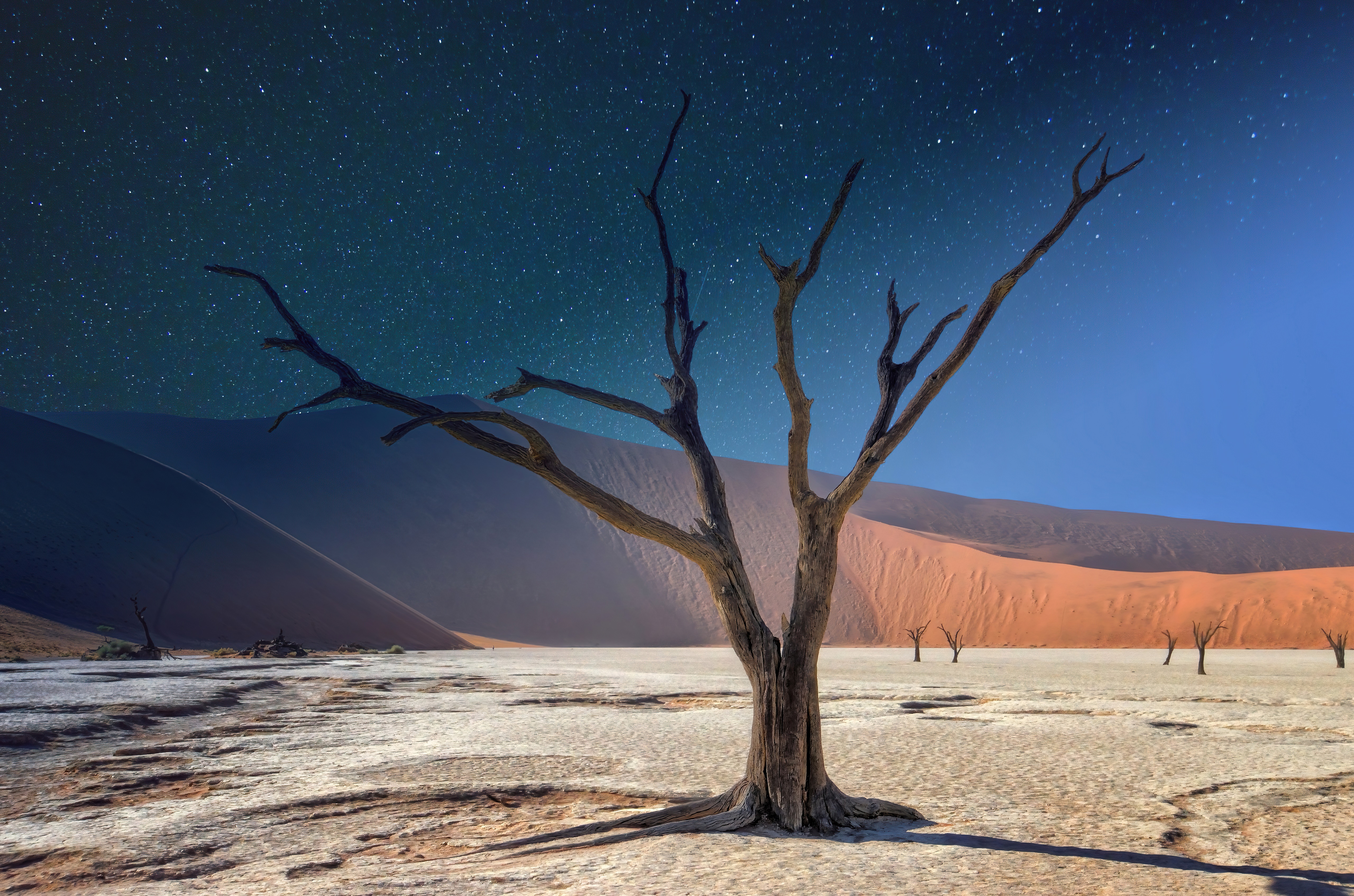 Dead Tree in Desert Under Stars HD Wallpaper