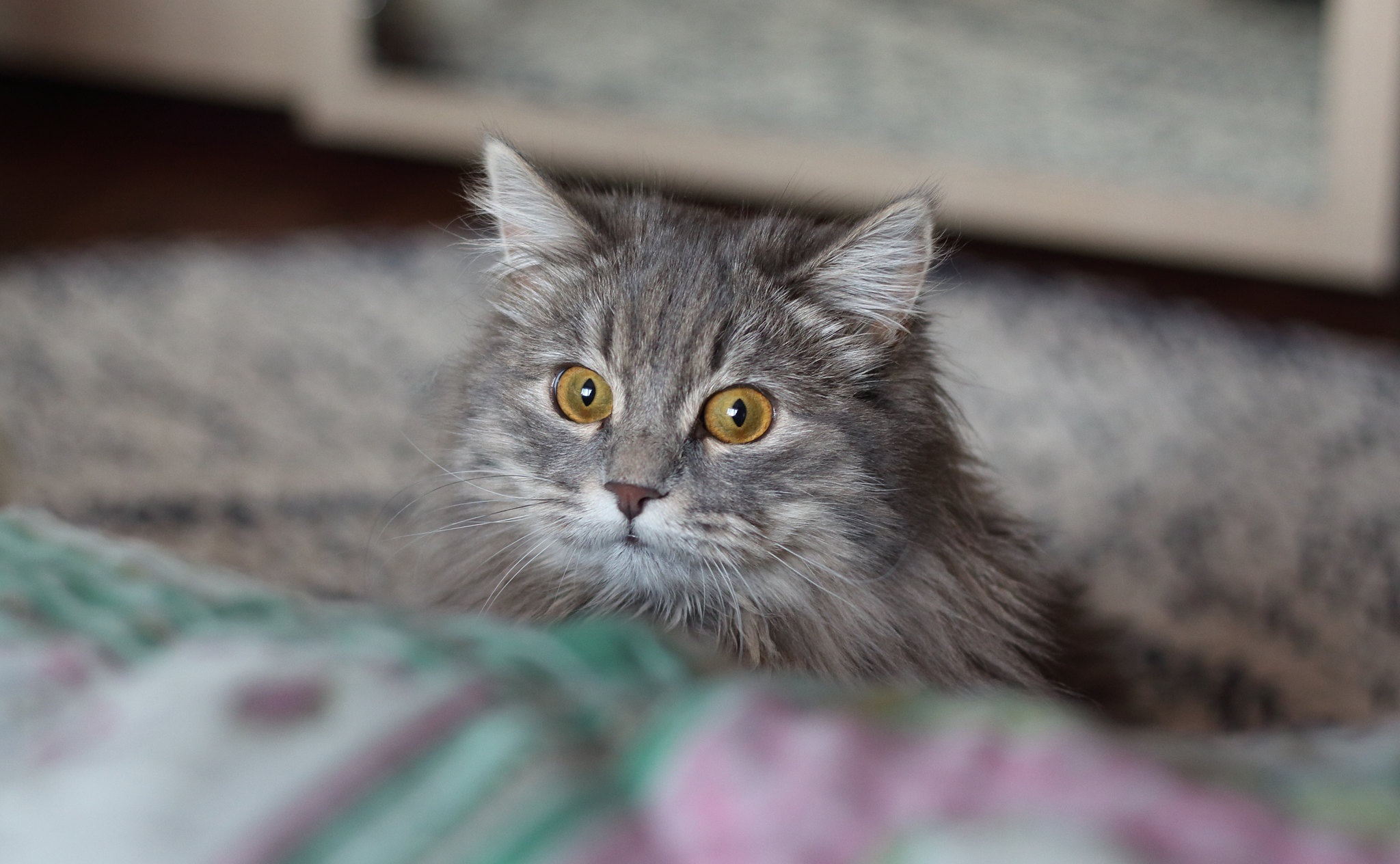 A fluffy grey cat with yellow eyes HD Wallpaper
