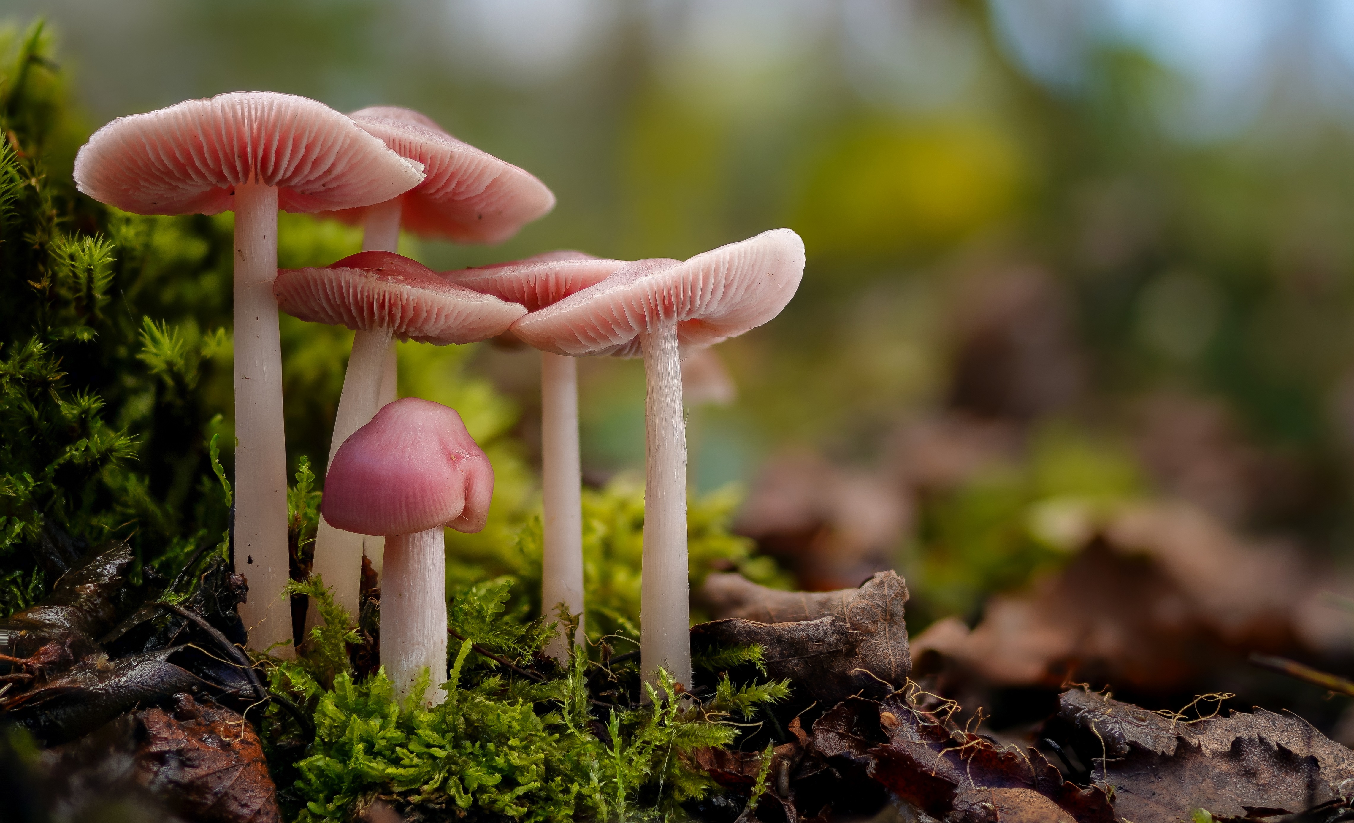 Pink mushrooms on mossy forest floor 4K HD Wallpaper