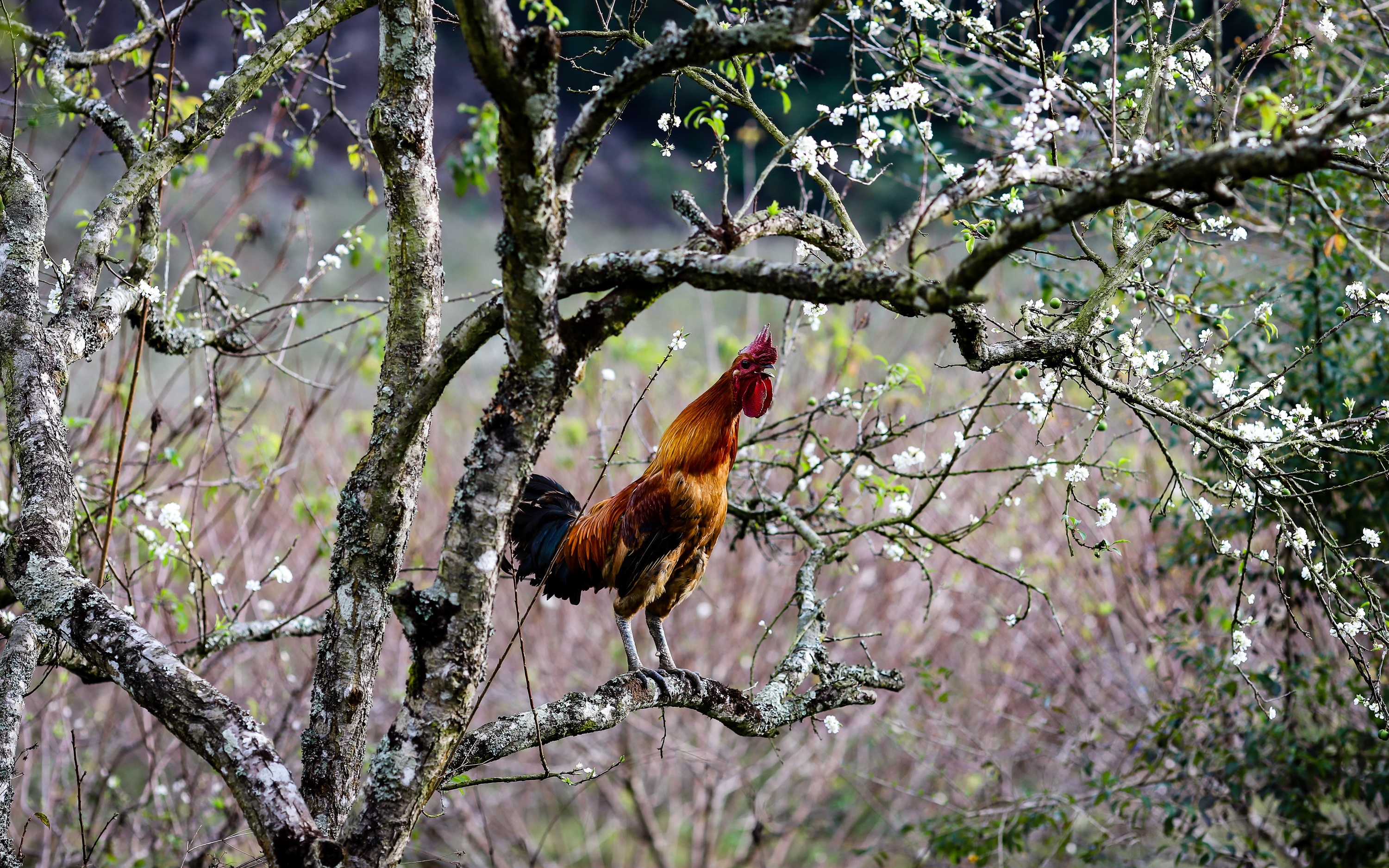 Rooster perched on a tree branch HD Wallpaper