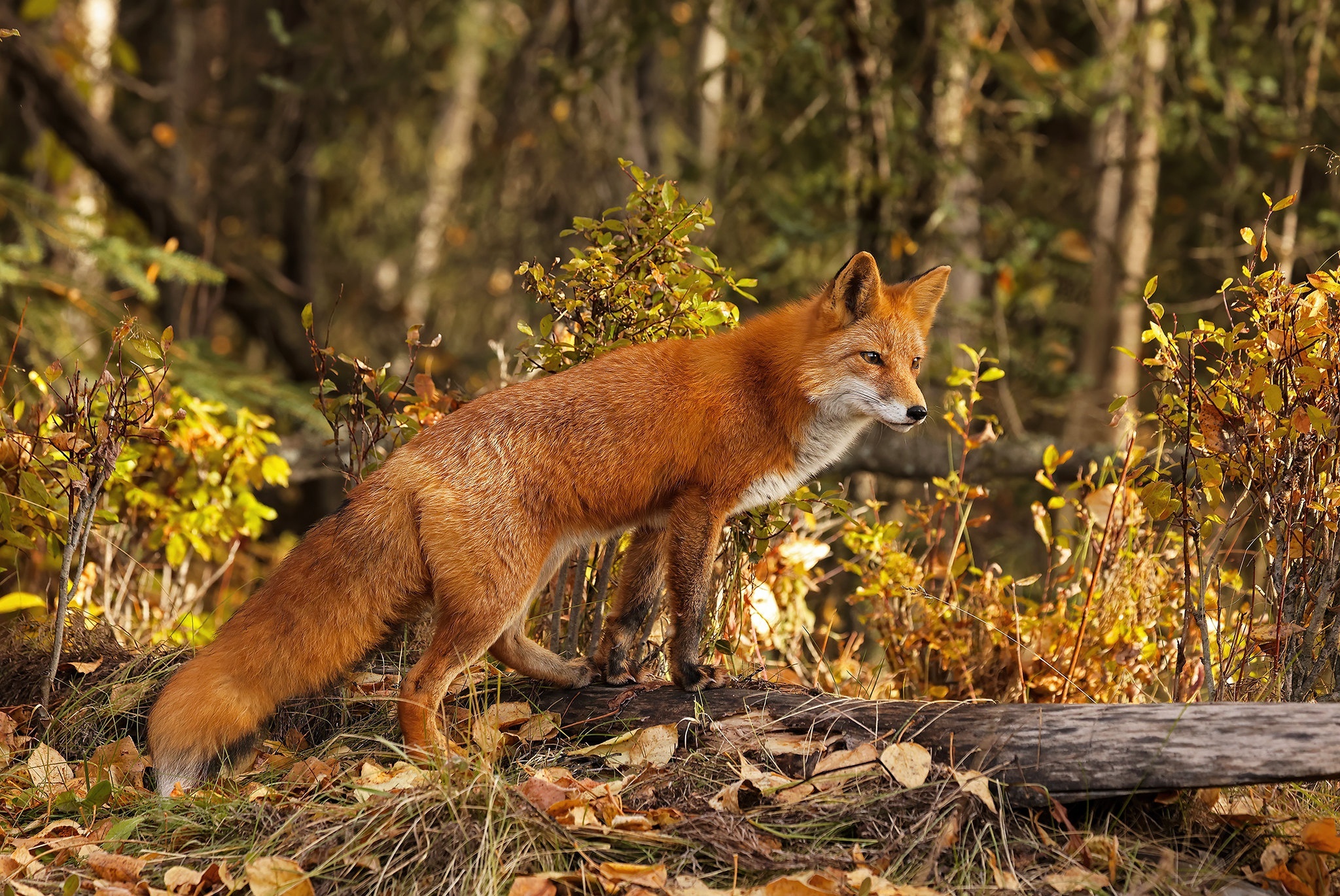 Red Fox Standing on a Log in Autumn Forest HD Wallpaper