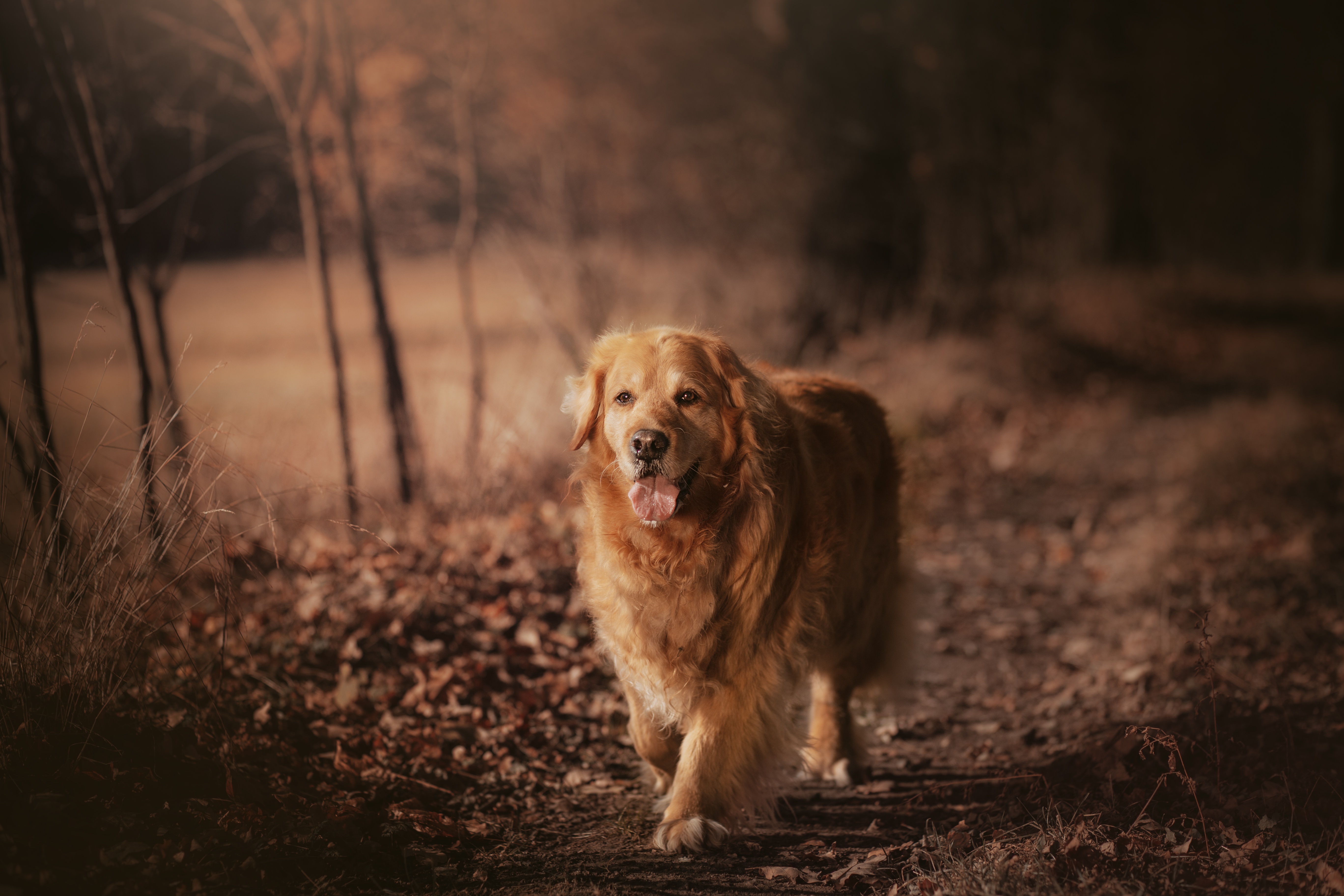 Golden Retriever walking on a forest path HD Wallpaper
