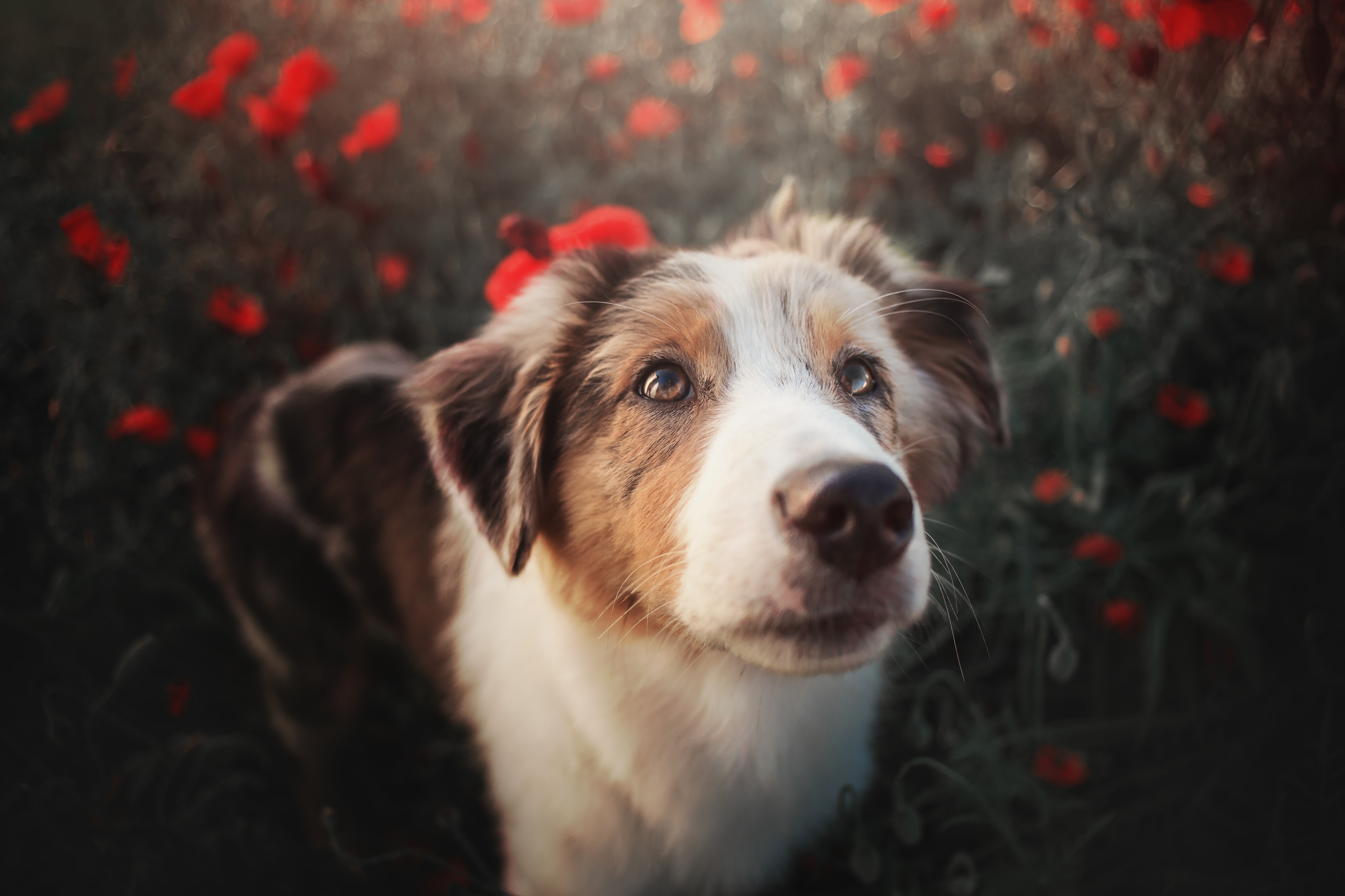 Australian Shepherd in a field of poppies 4K HD Wallpaper