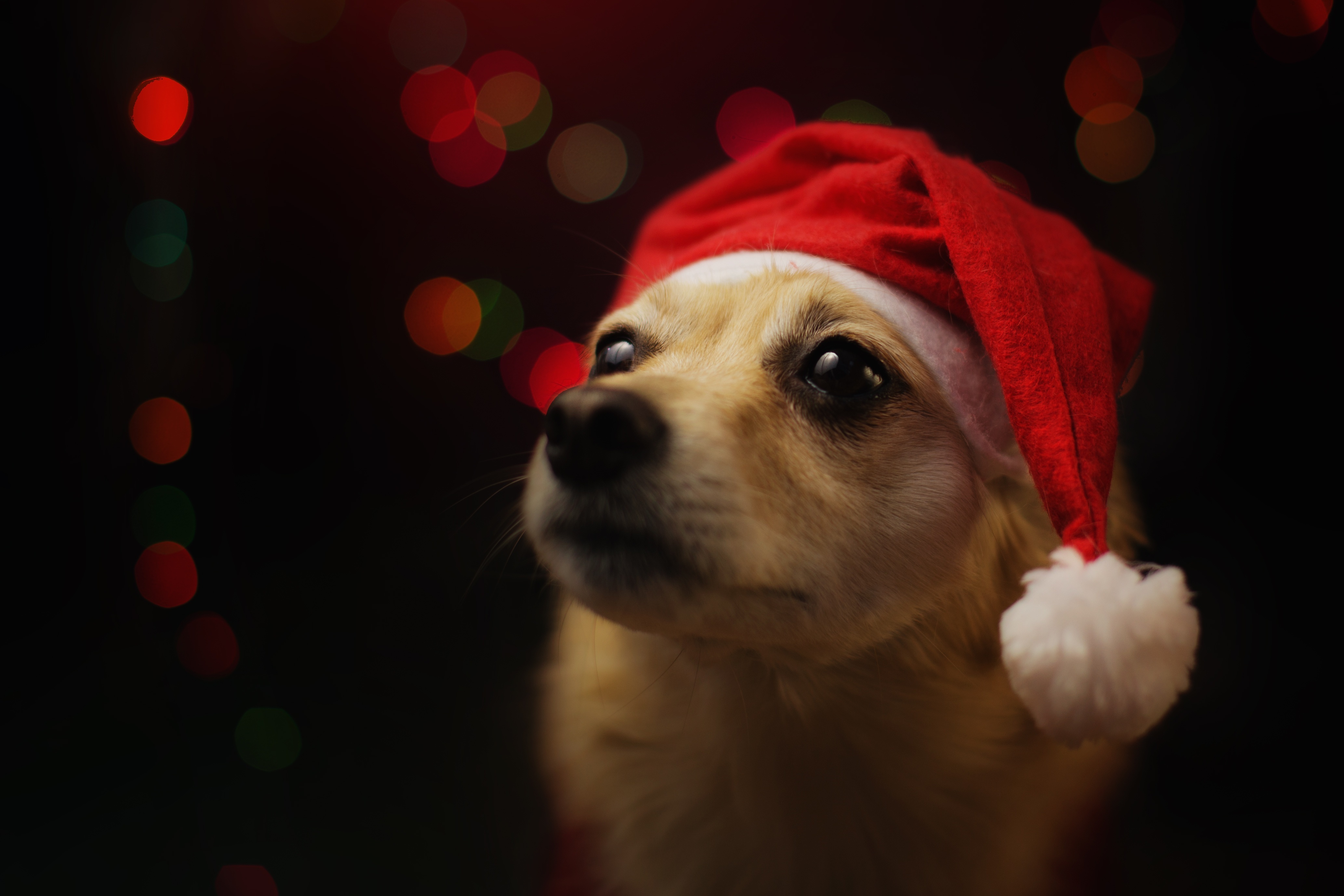 Dog wearing a Santa hat with bokeh lights HD Wallpaper