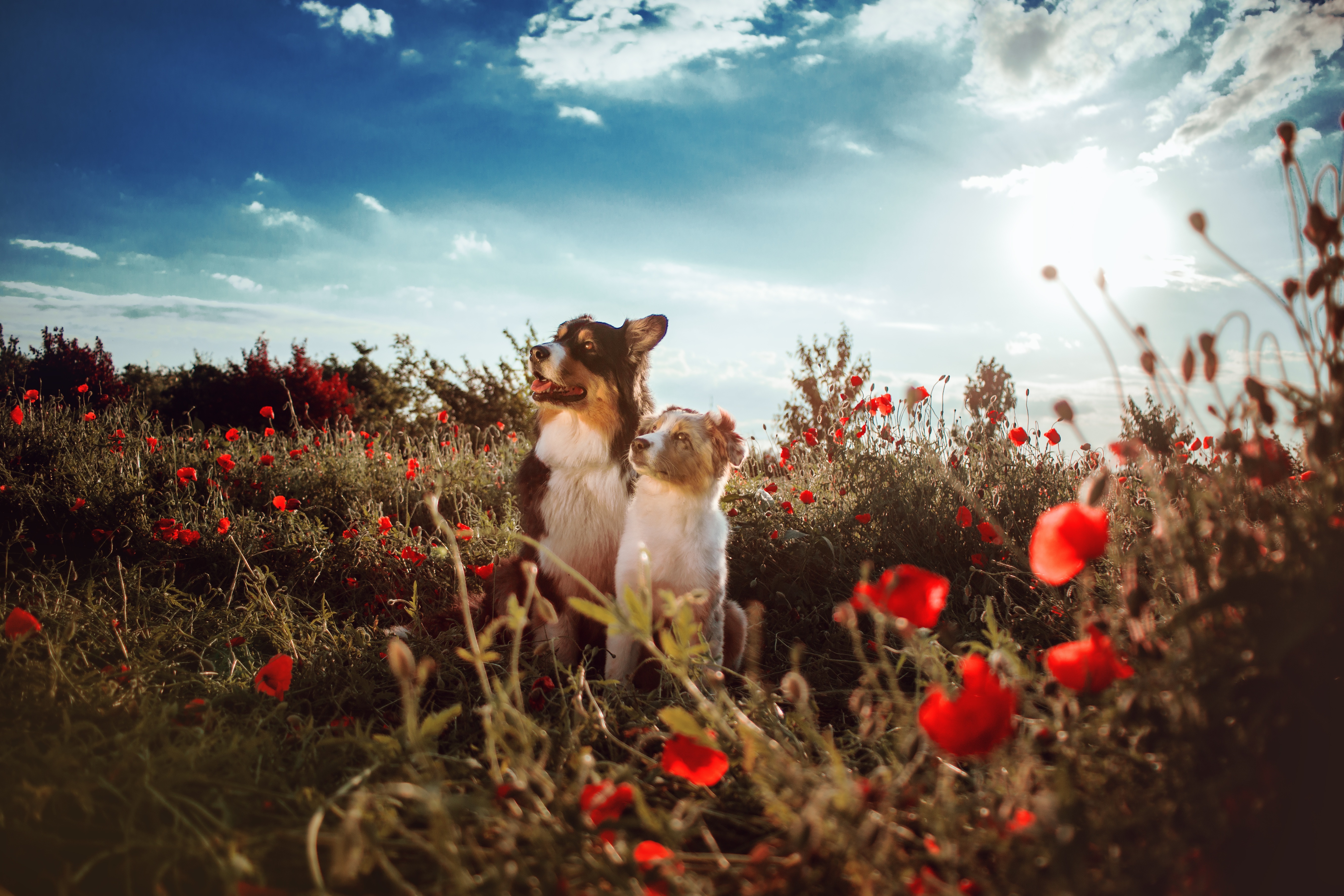 Two Australian Shepherds in a poppy field HD Wallpaper