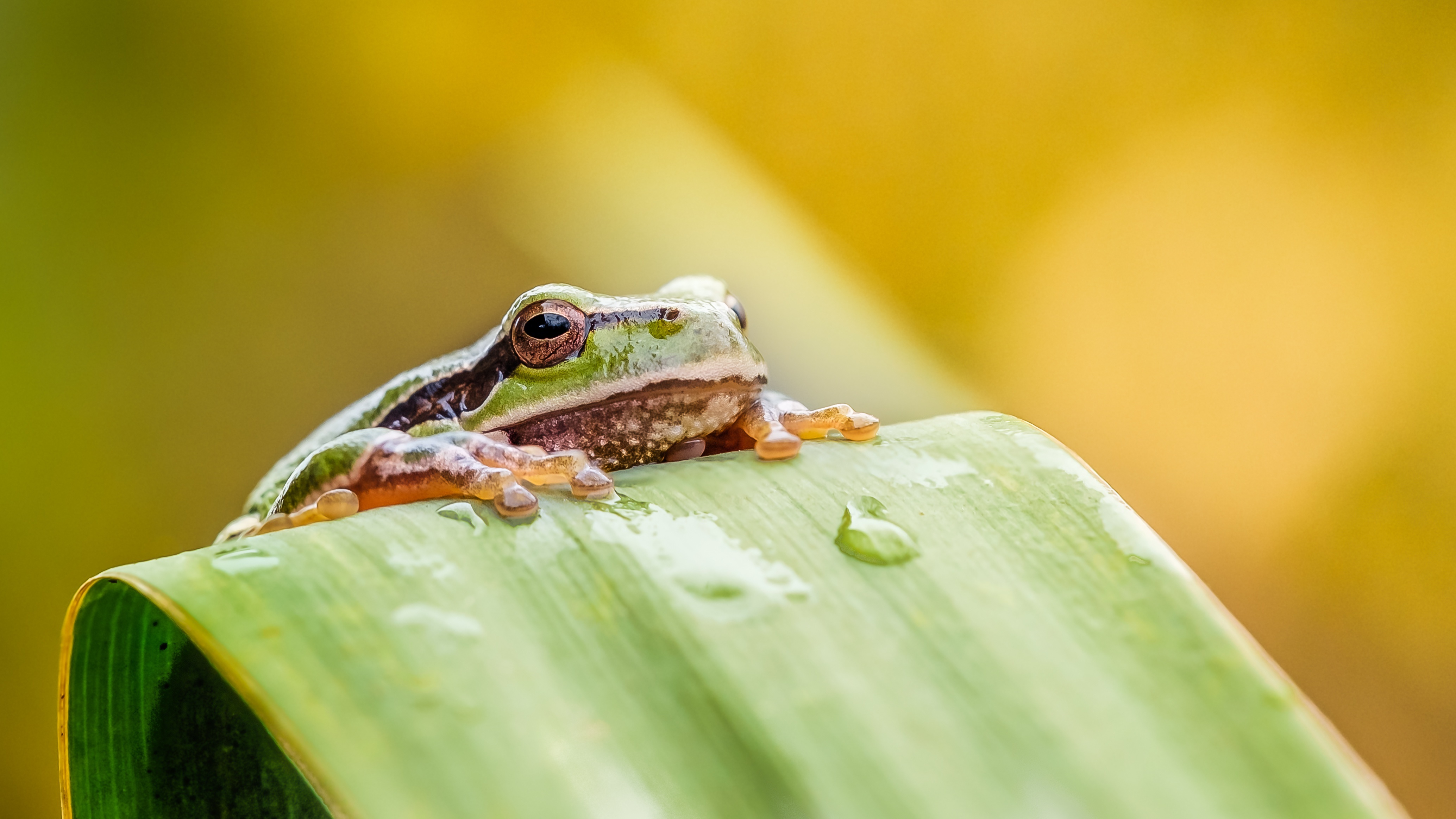 Frog on a leaf with water droplets HD Wallpaper