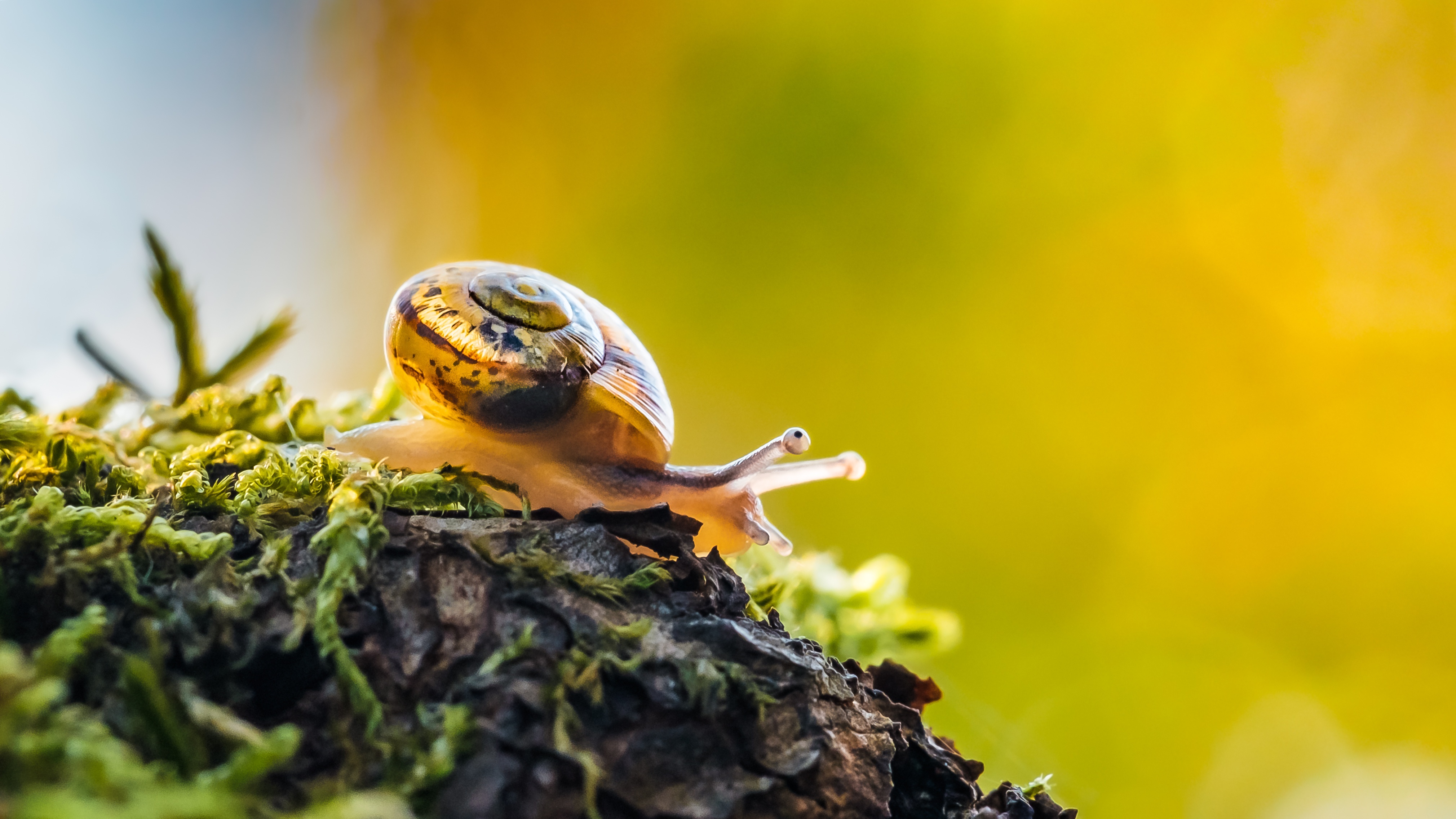 Snail on mossy bark, macro photography HD Wallpaper
