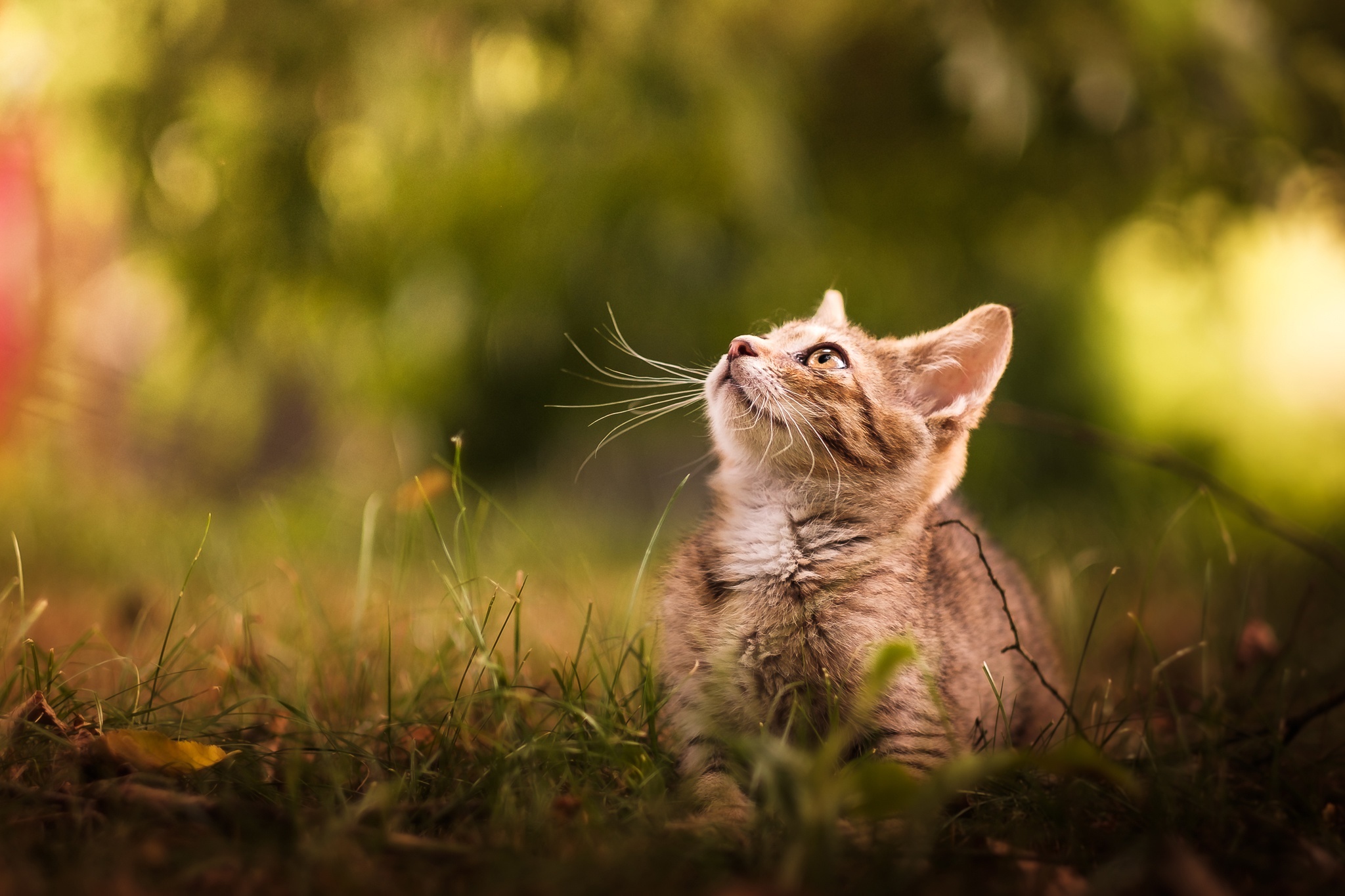 Kitten looking up in grass HD Wallpaper