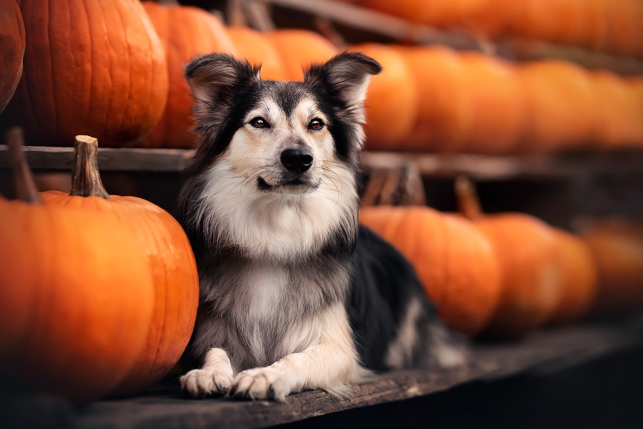 Dog with pumpkins HD Wallpaper