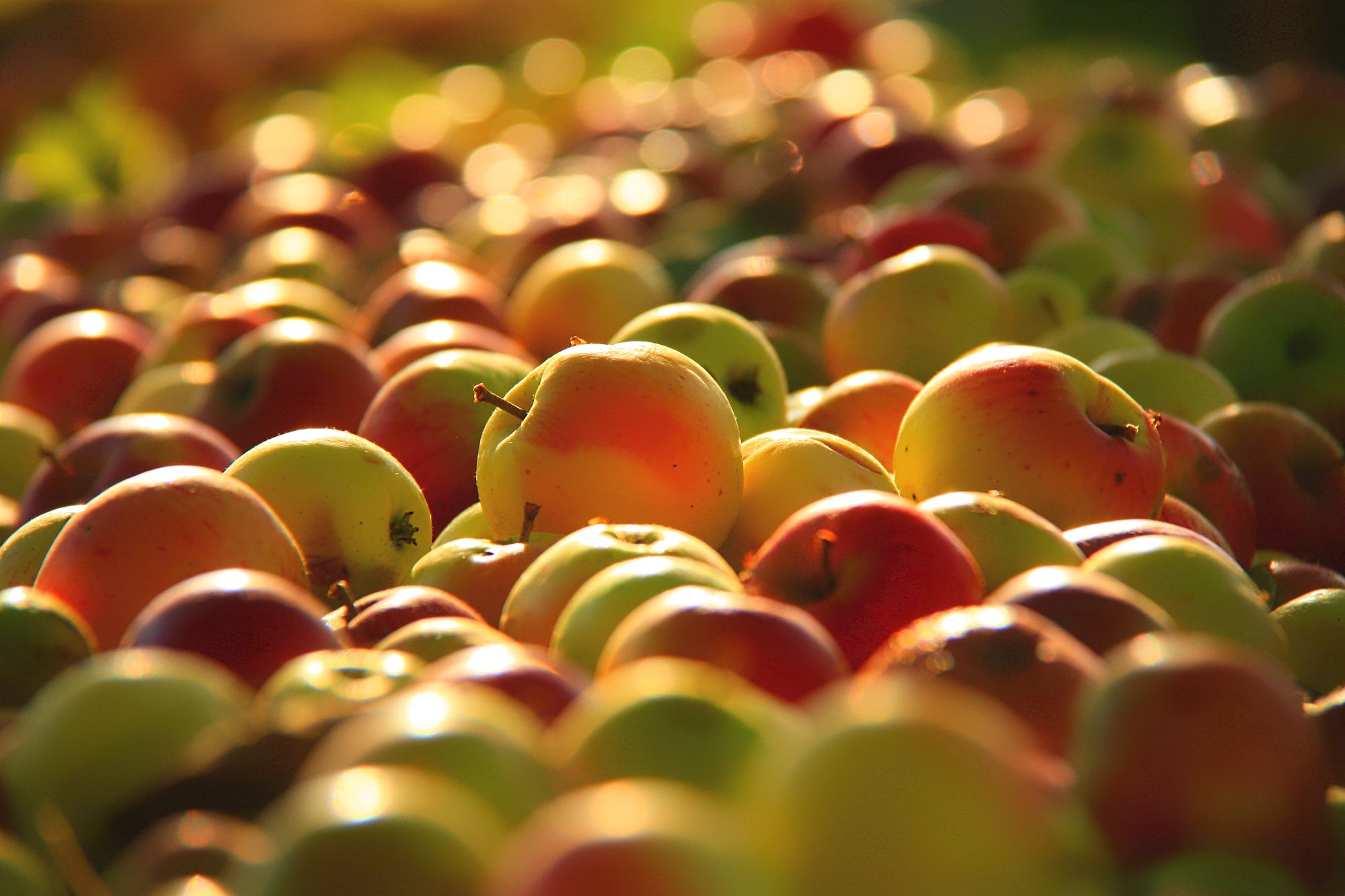 Pile of Apples in Sunlight HD Wallpaper