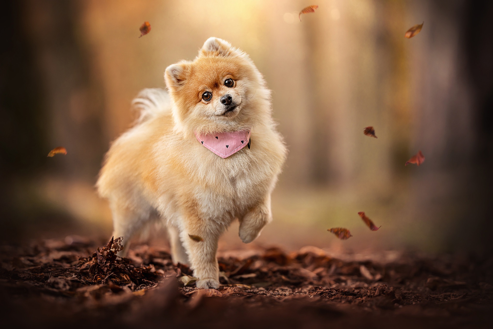 Pomeranian dog wearing a pink bandana in autumn forest HD Wallpaper