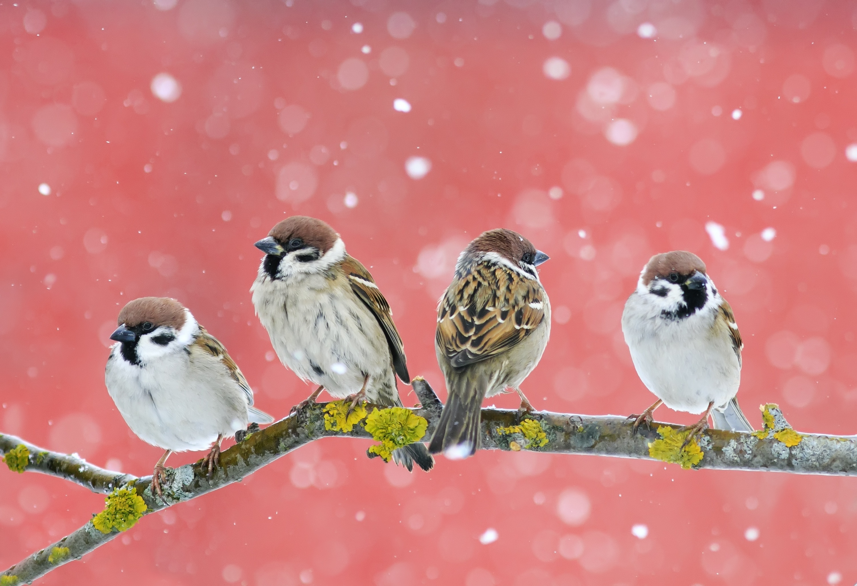 Four Sparrows on a Branch in Snow HD Wallpaper