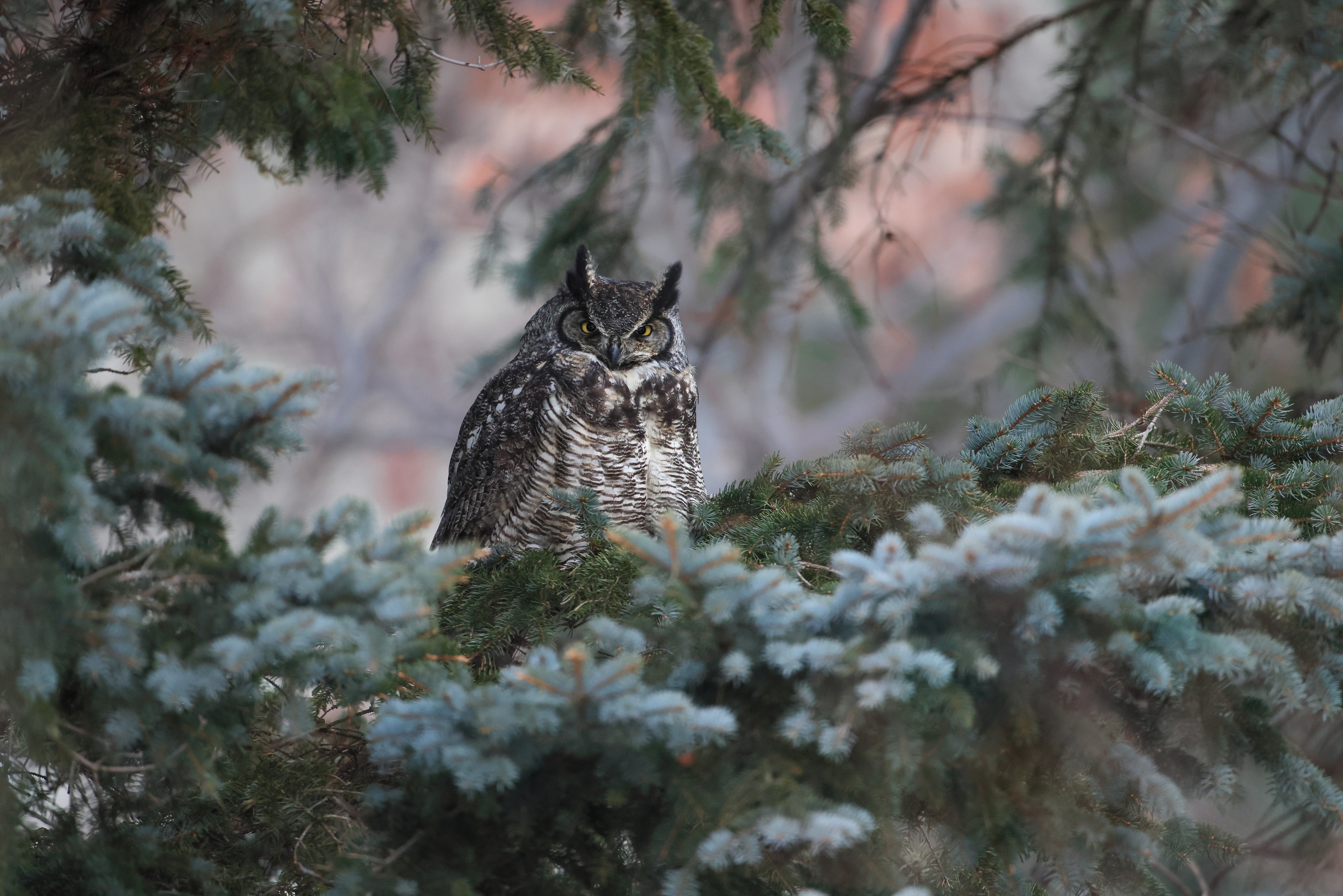 Great Horned Owl perched on a pine tree HD Wallpaper