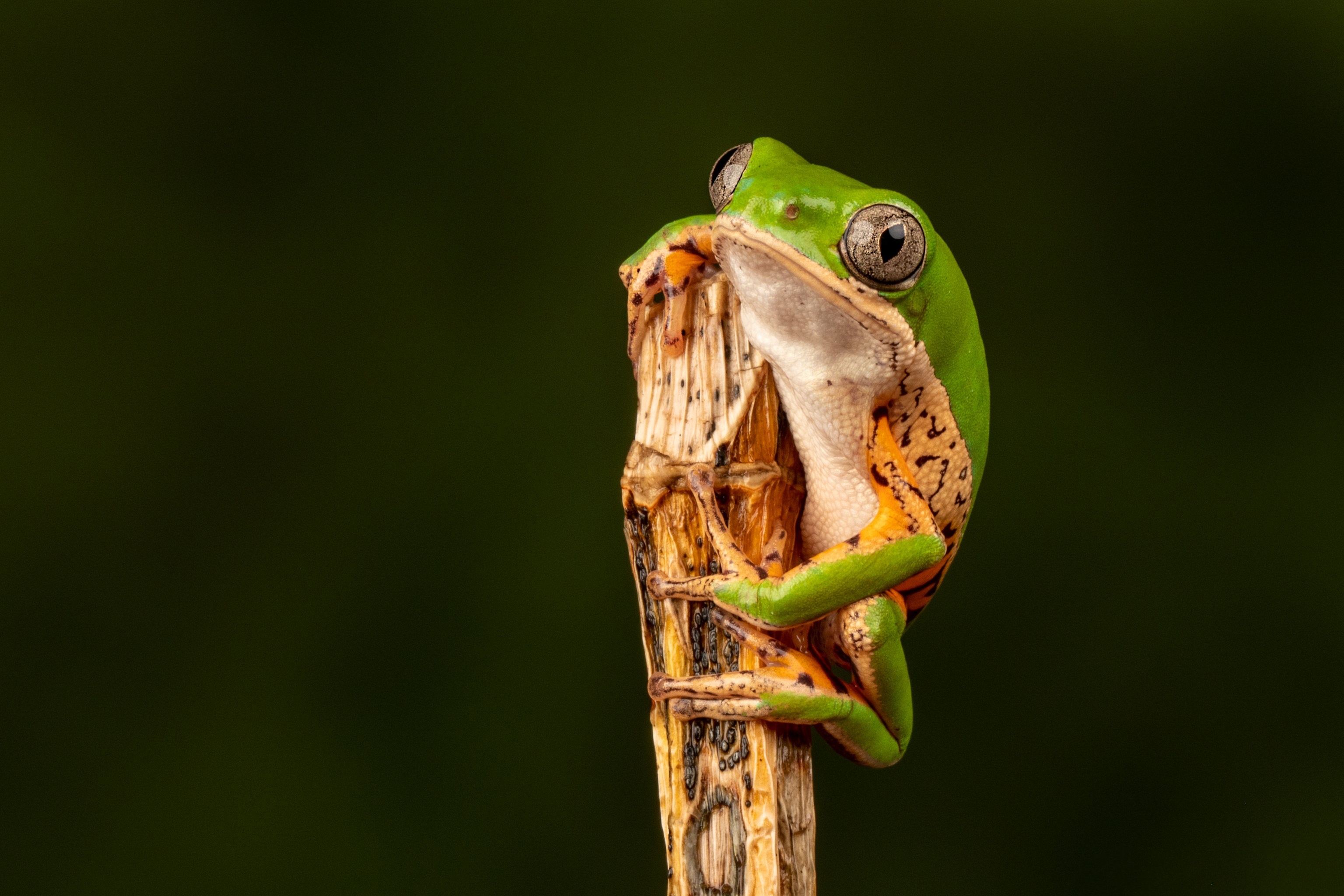 Green tree frog clinging to a branch HD Wallpaper