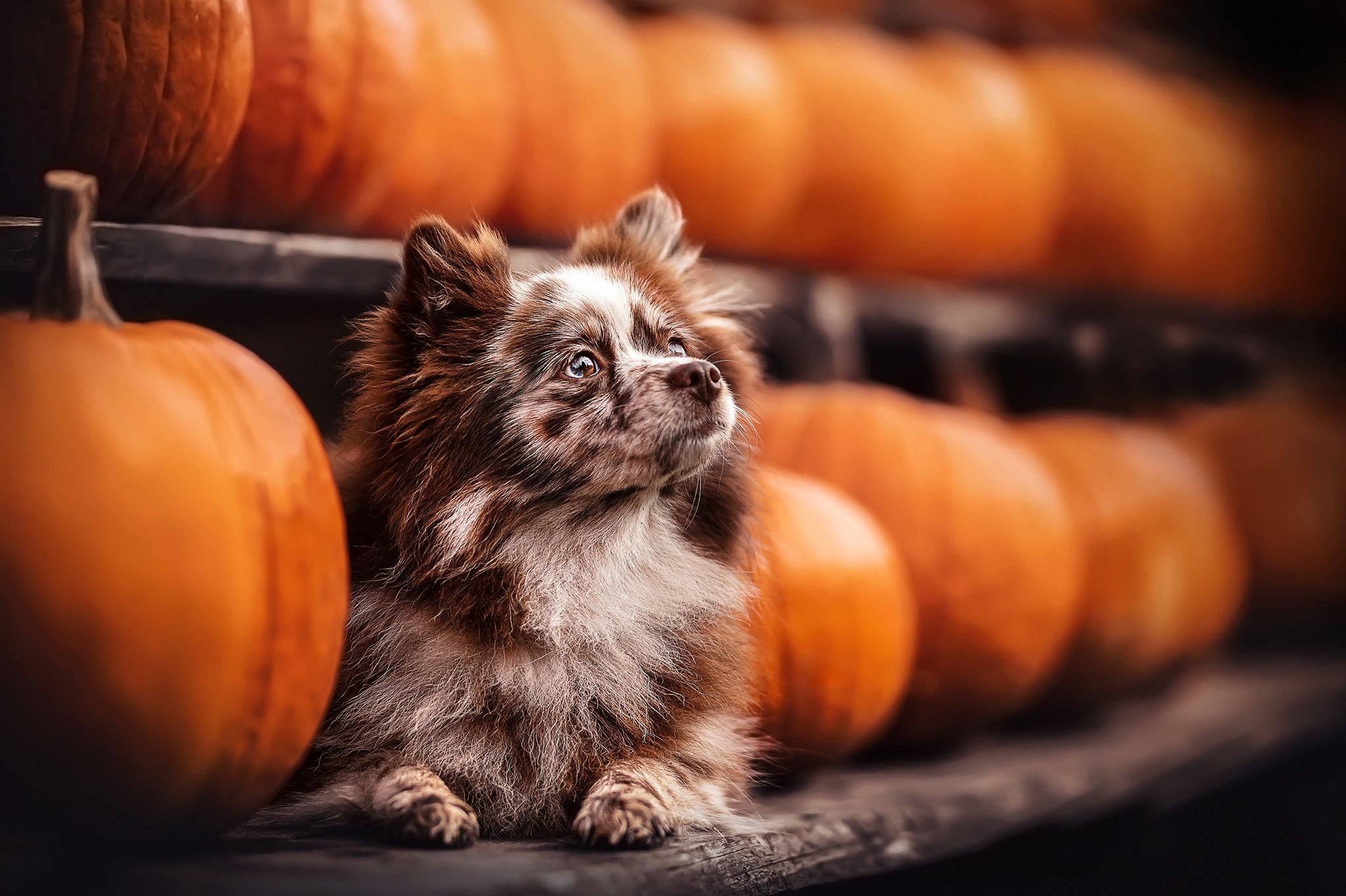 A fluffy dog sits among pumpkins HD Wallpaper