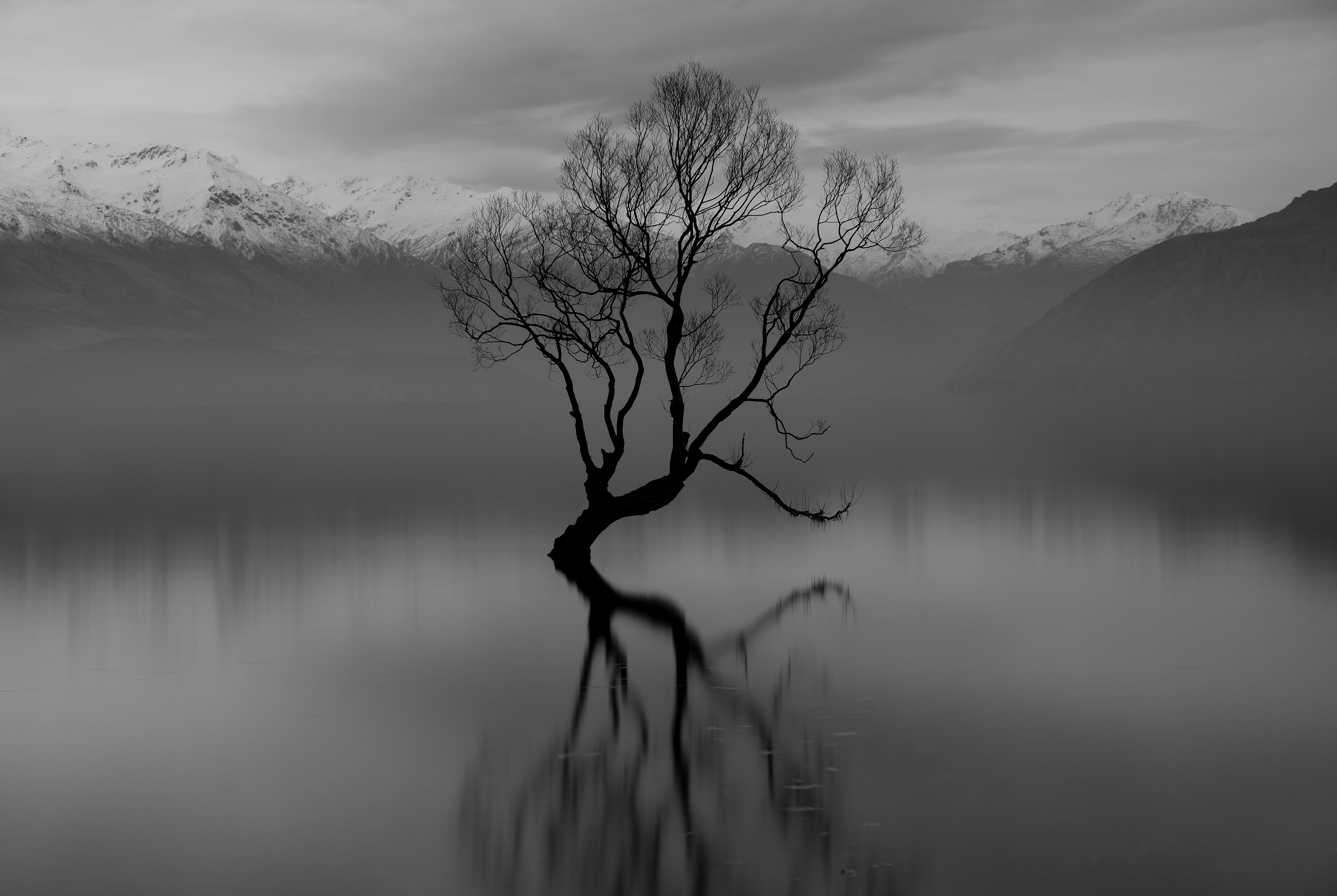 That Wānaka Tree, Lake Wānaka, New Zealand HD Wallpaper
