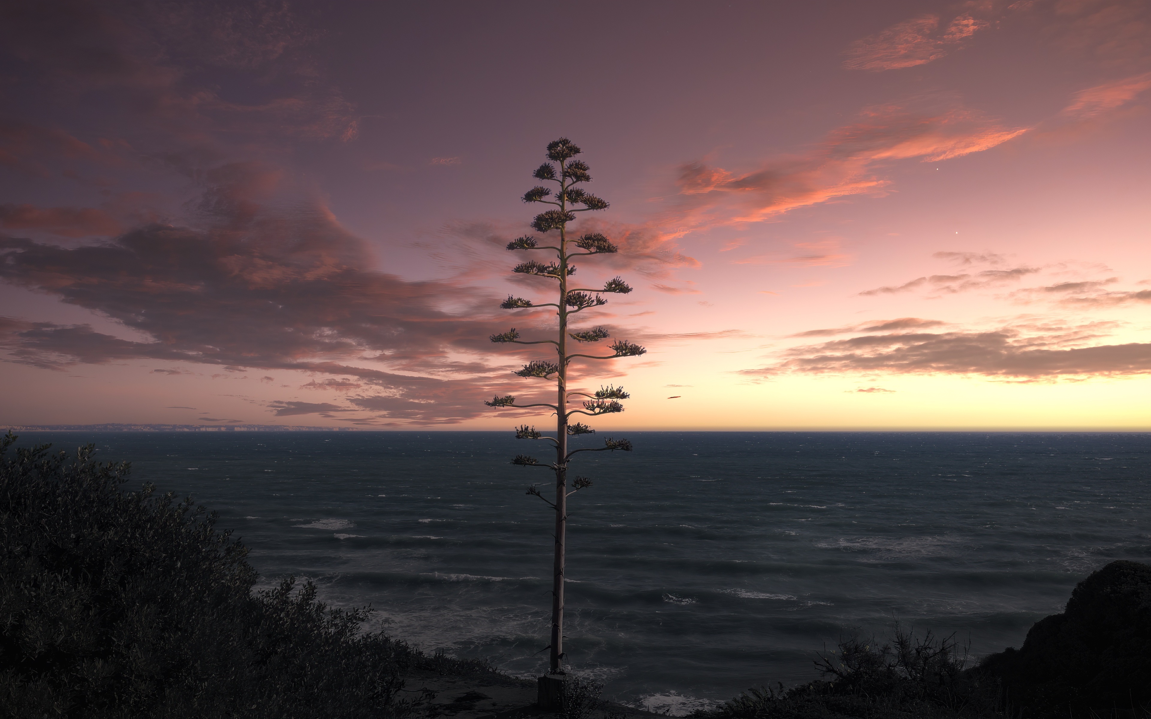 Agave tree on a cliff overlooking the ocean at sunset HD Wallpaper