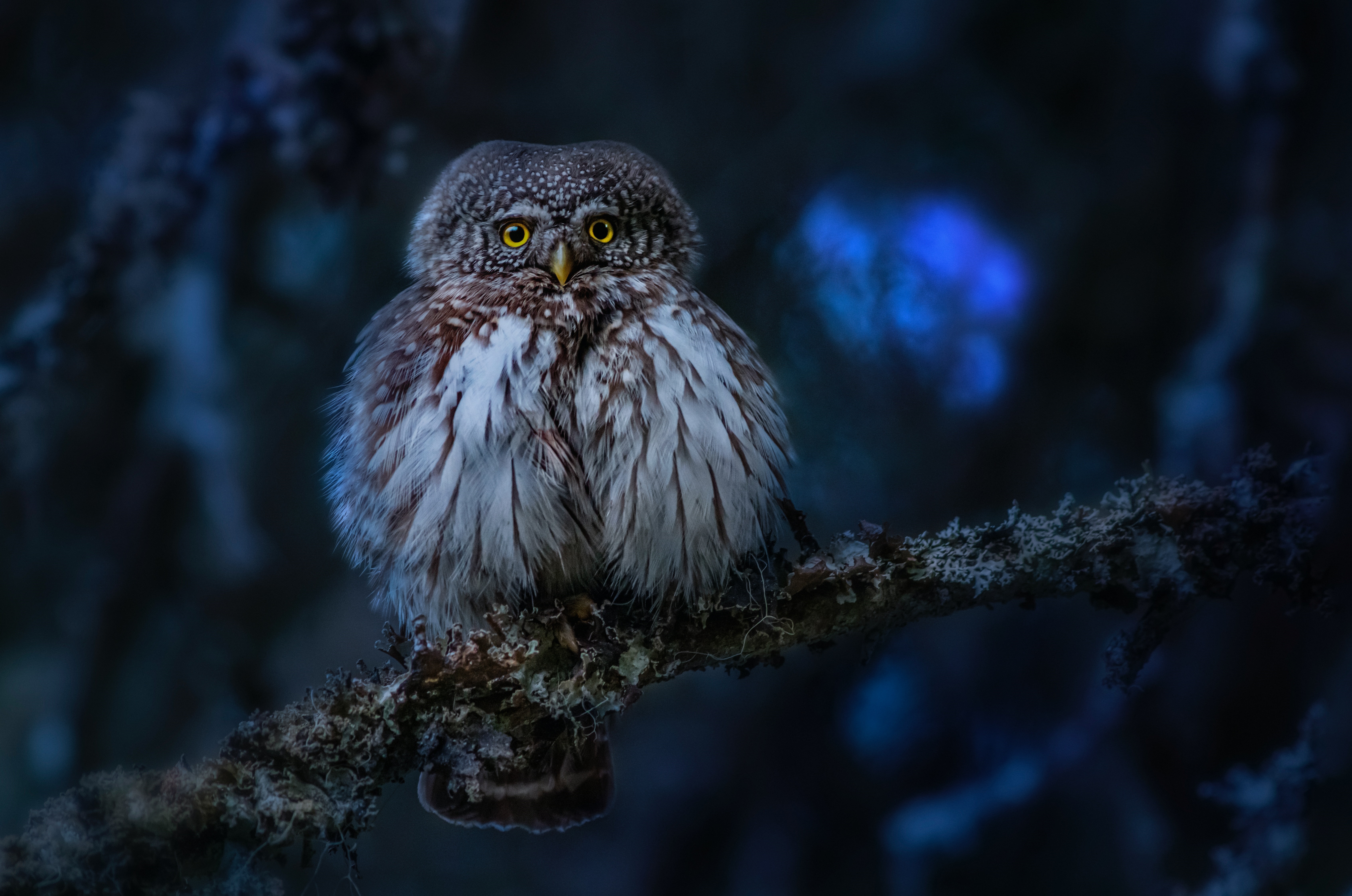 Small owl with yellow eyes on a branch HD Wallpaper