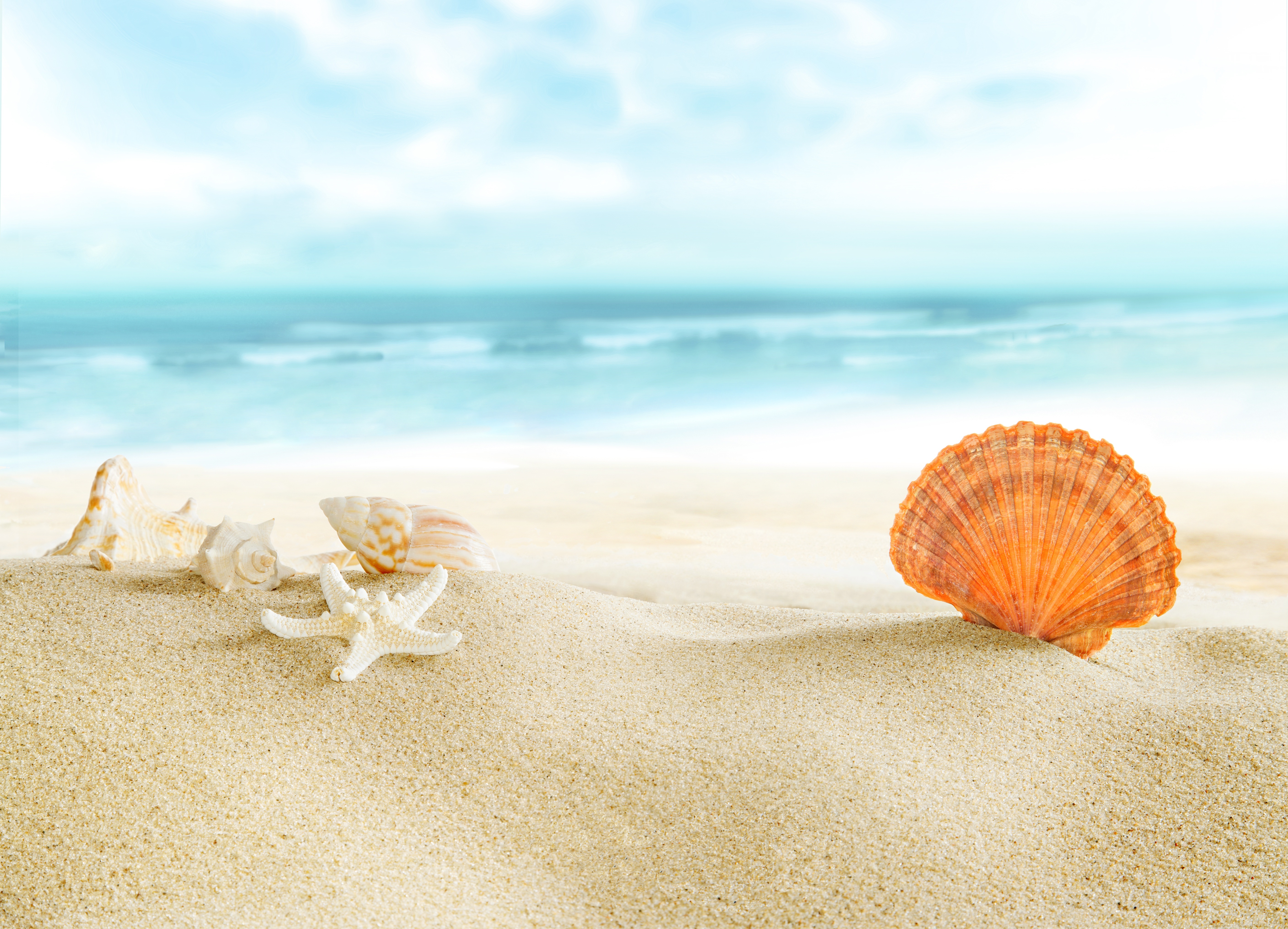 Seashells and starfish on a sandy beach with ocean background HD Wallpaper