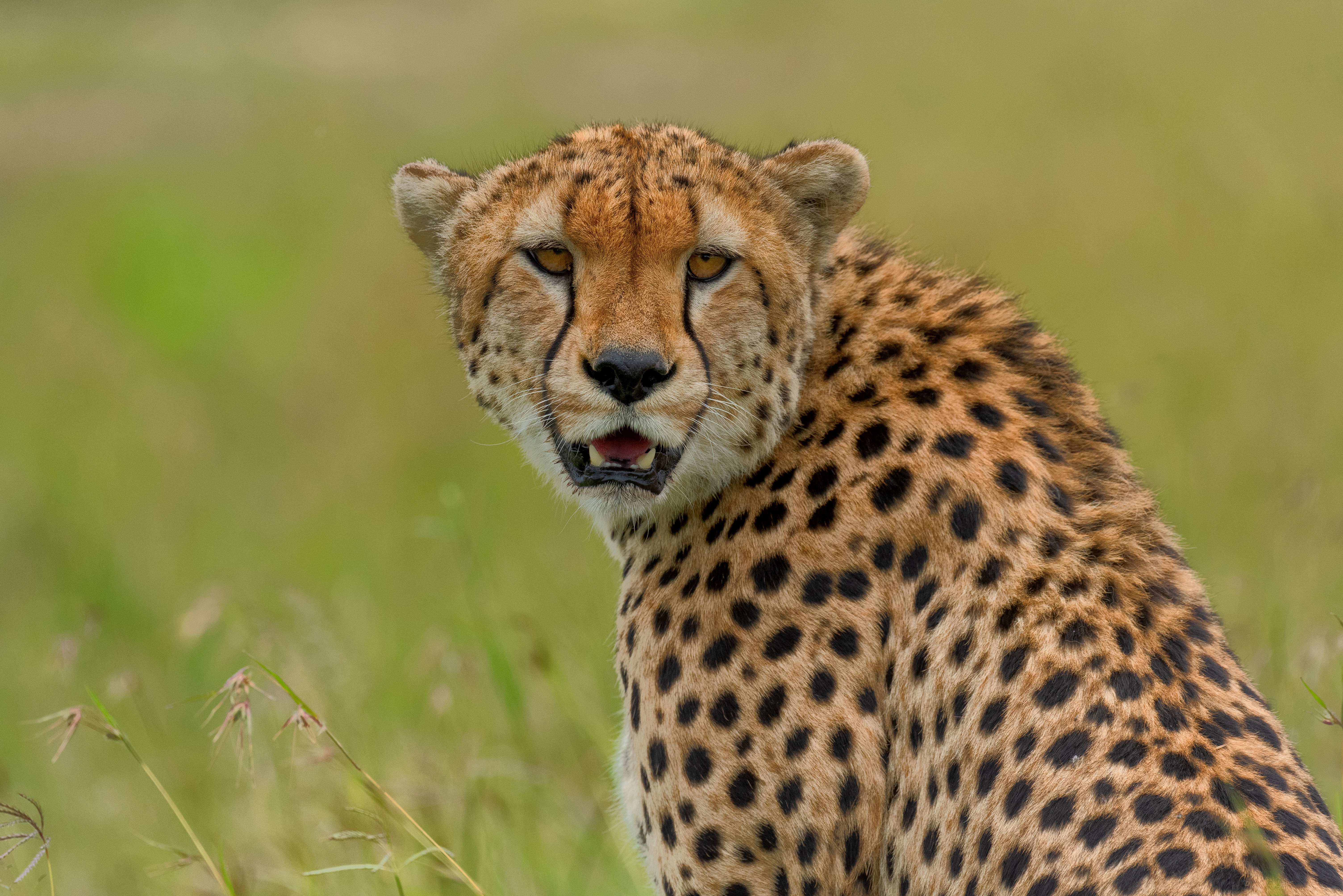 Cheetah in tall grass 4K HD Wallpaper