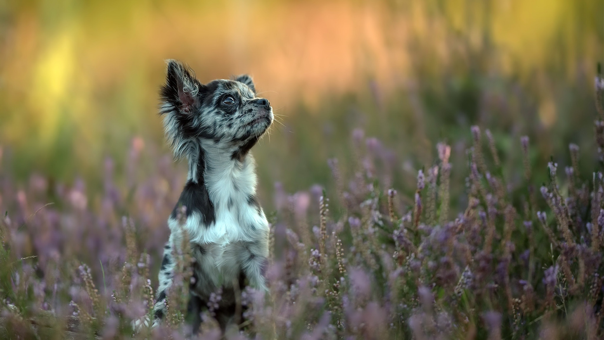 Merle Chihuahua dog sitting in a field of heather HD Wallpaper