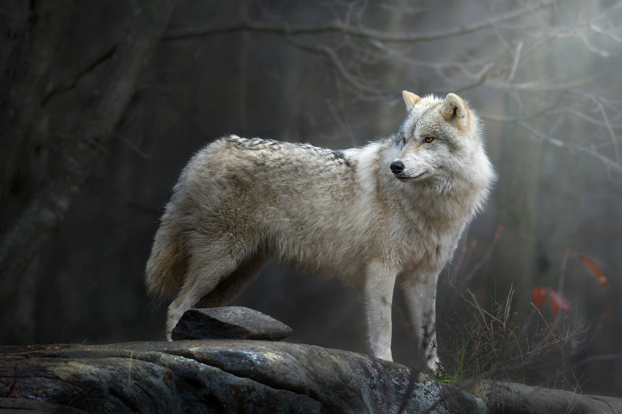 Wolf standing on rocks in a forest HD Wallpaper