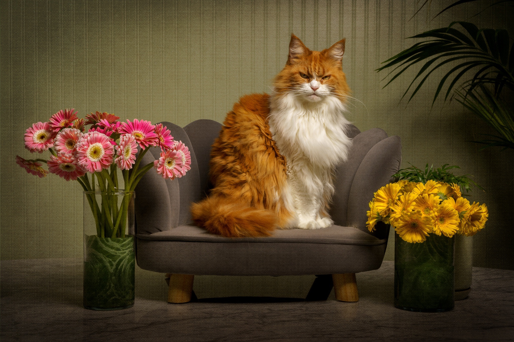 Orange and white cat sitting on a chair with flowers HD Wallpaper