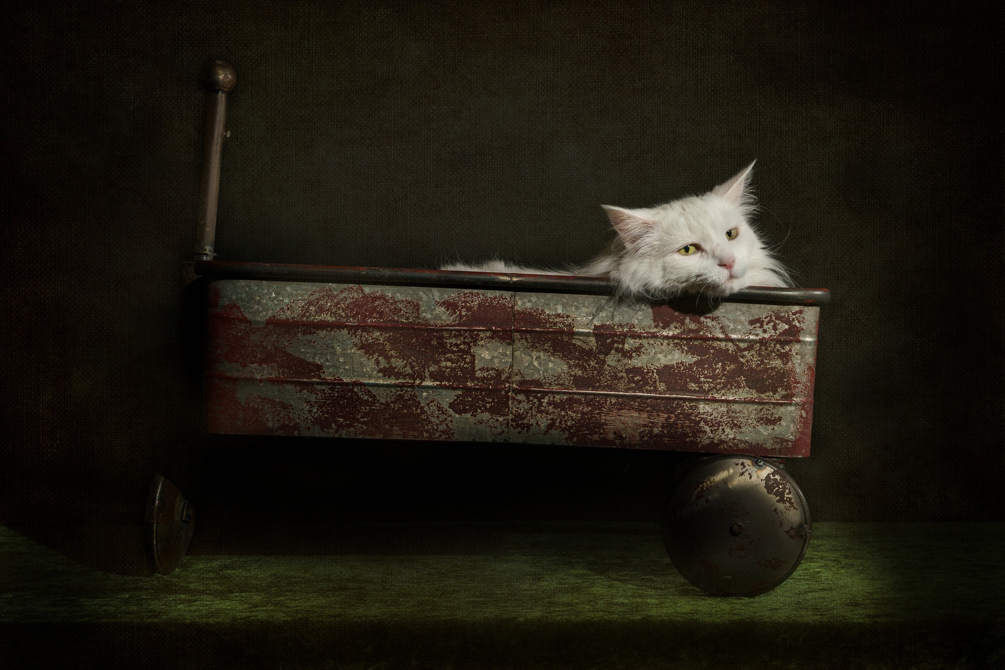 White cat in a red wagon HD Wallpaper